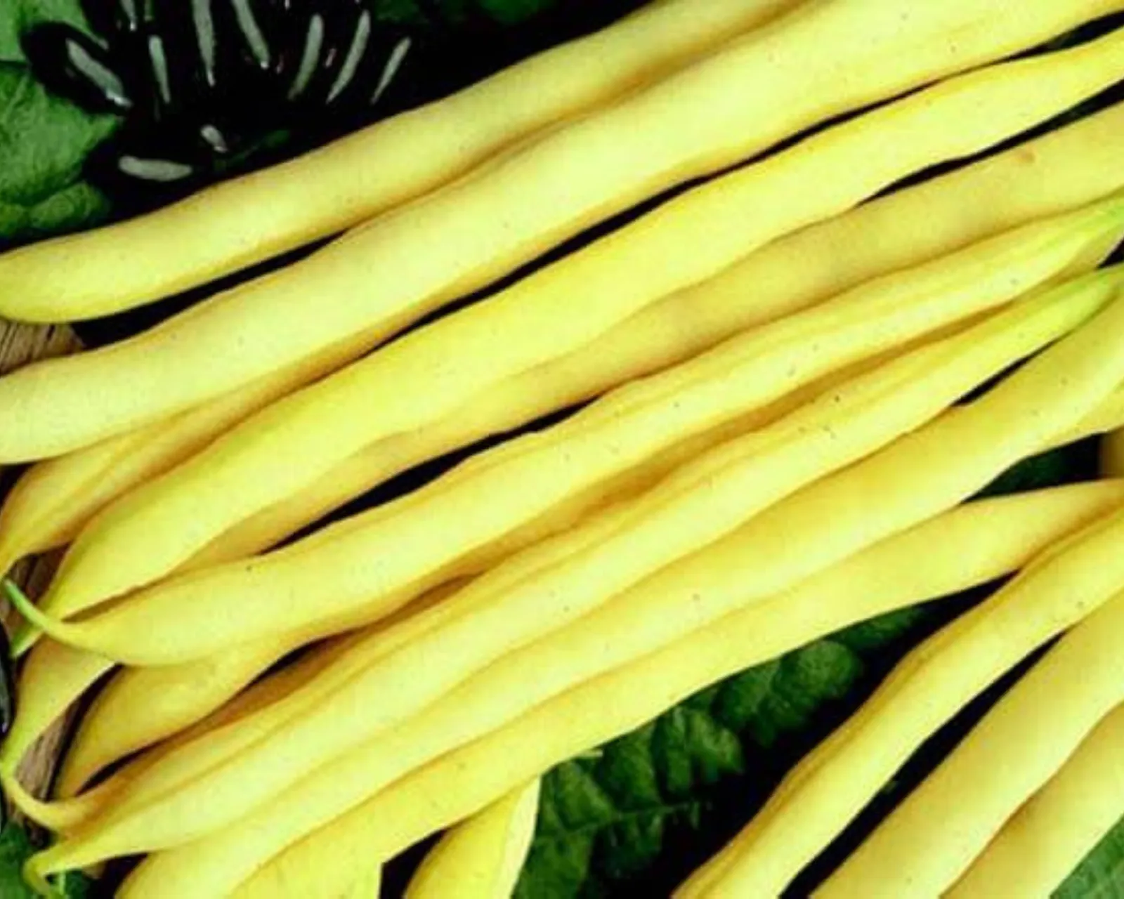 Pencil Pod Black Wax Beans