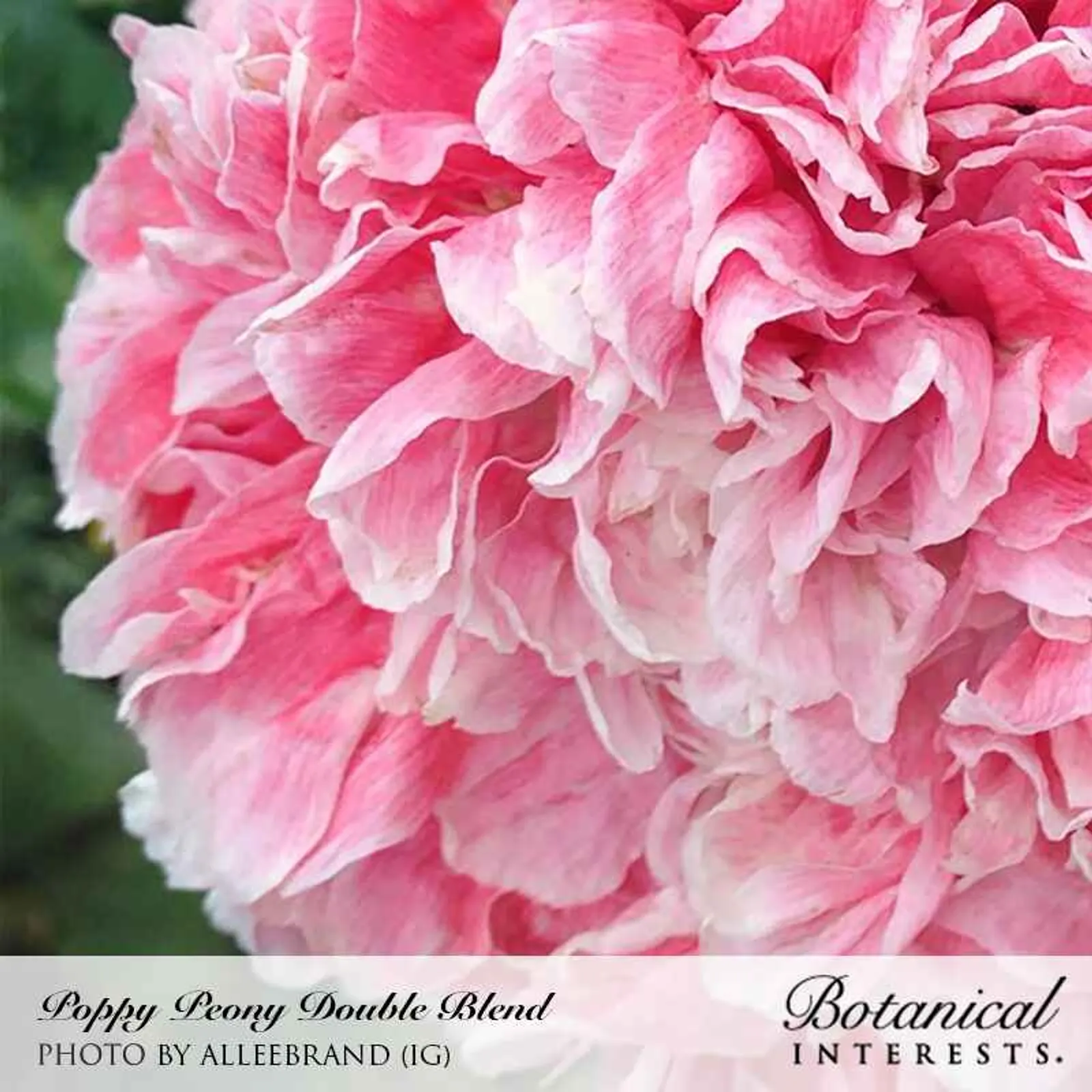 Peony Double Blend Poppies
