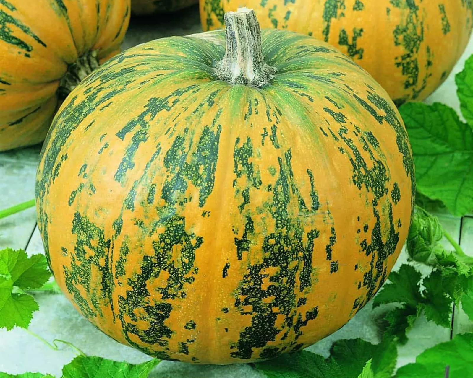Pepitas Pumpkin