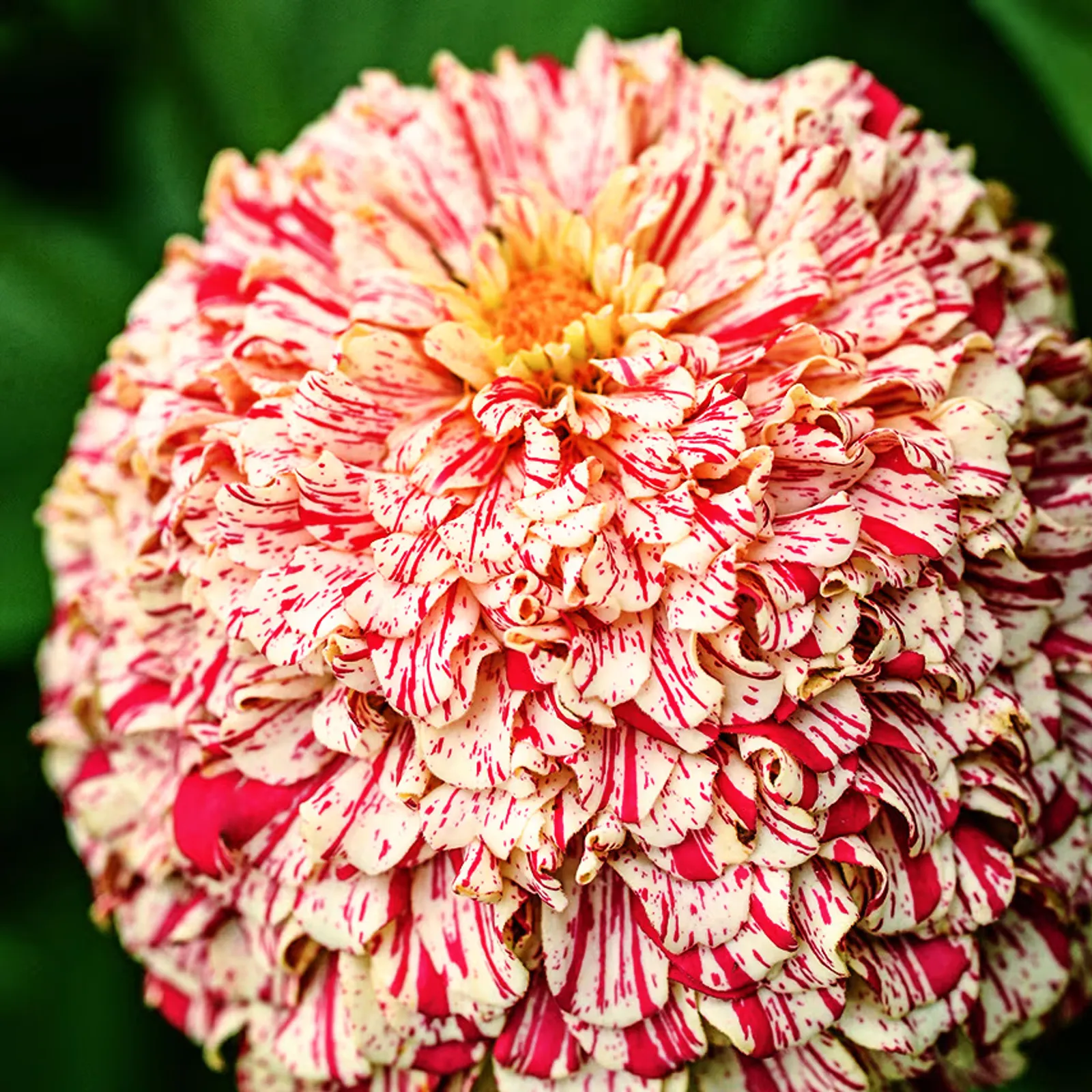 Peppermint Stick Zinnia