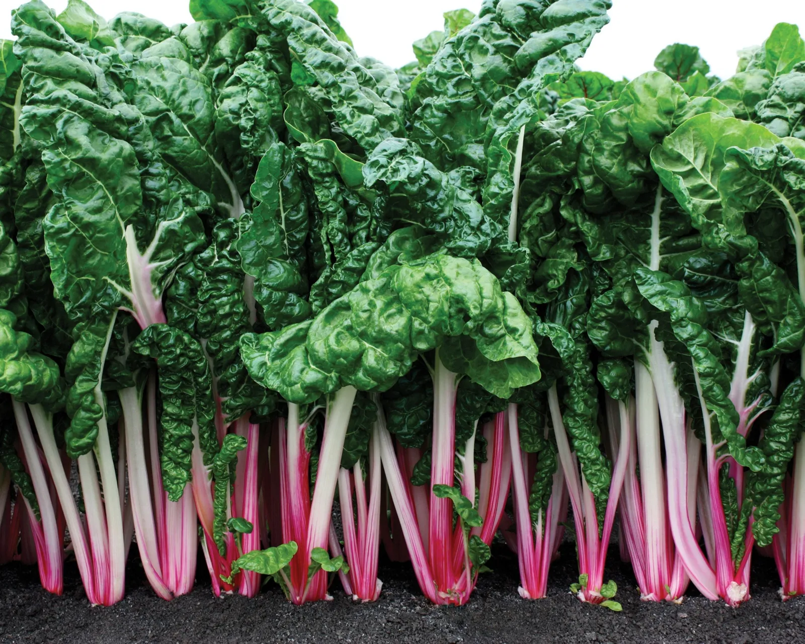 Peppermint Swiss Chard
