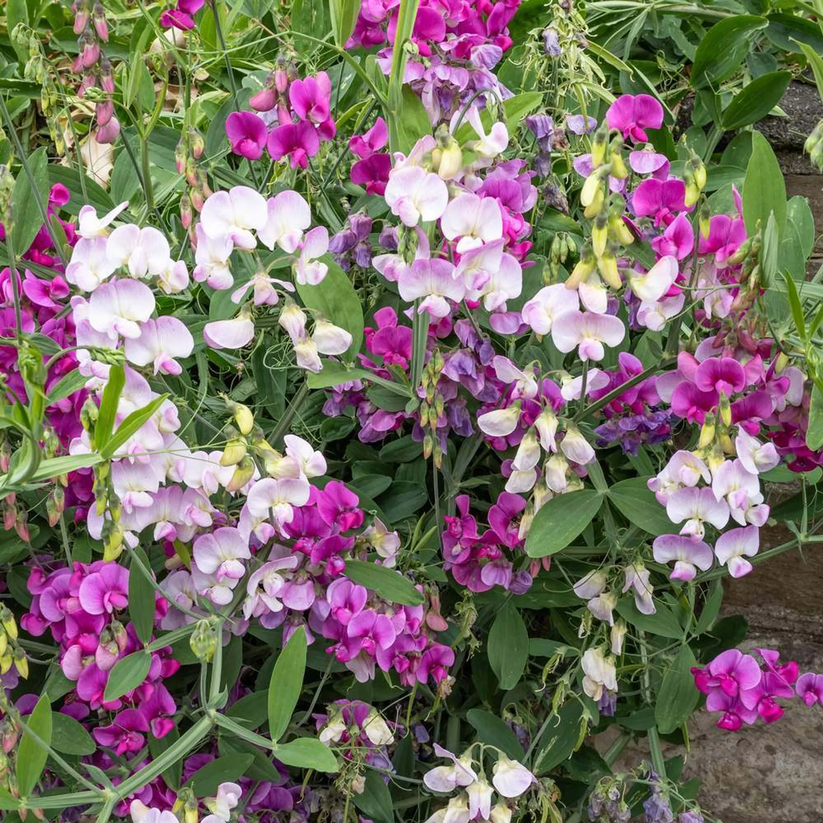 Perennial Blend Sweet Peas