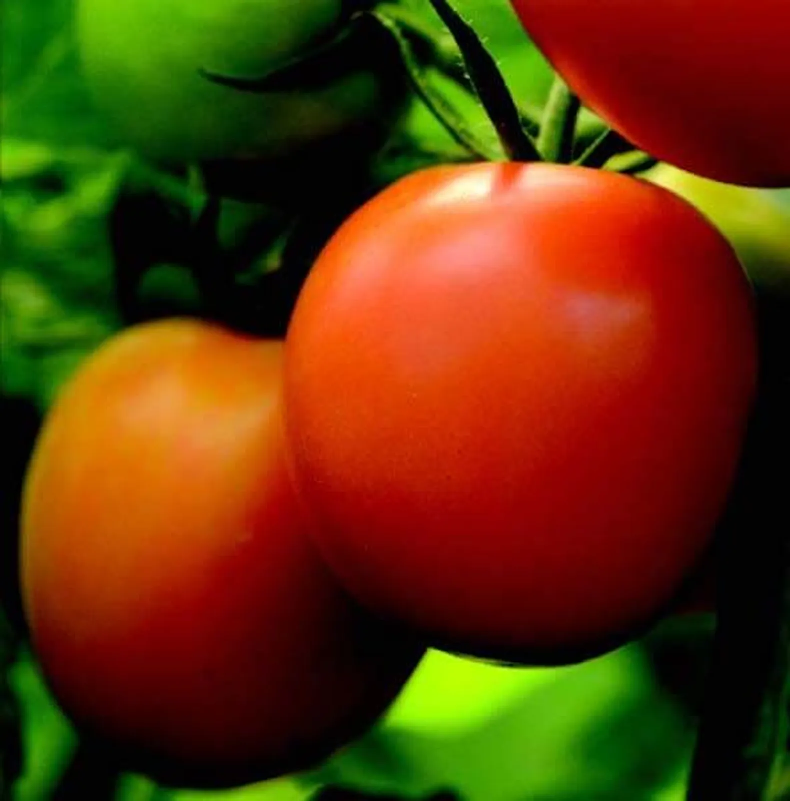 Perfect Flame Tomatoes