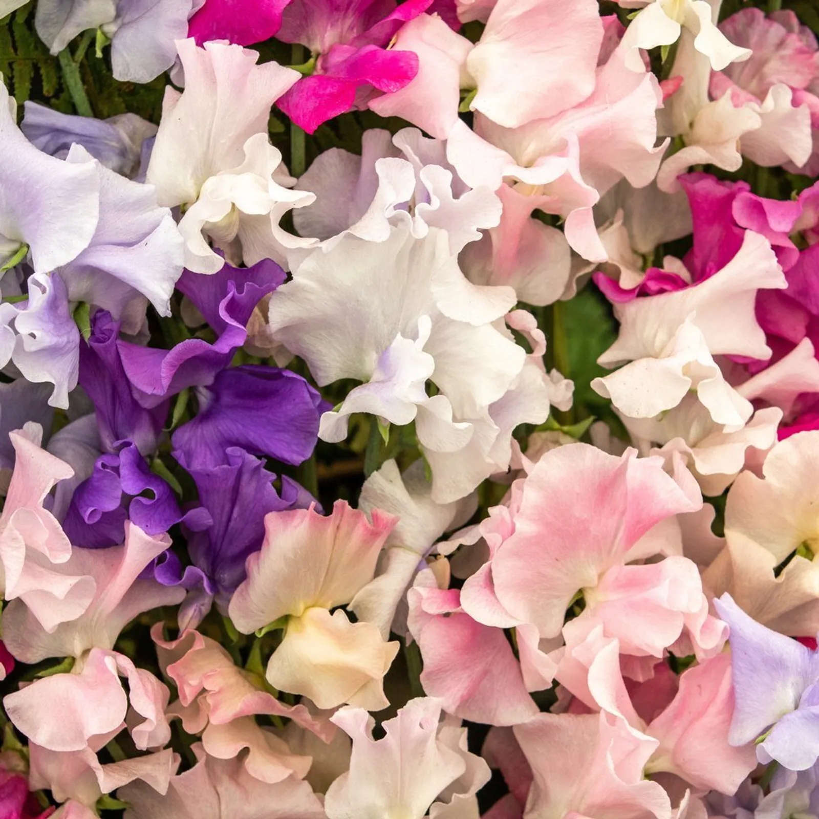 Perfume Delight Sweet Peas