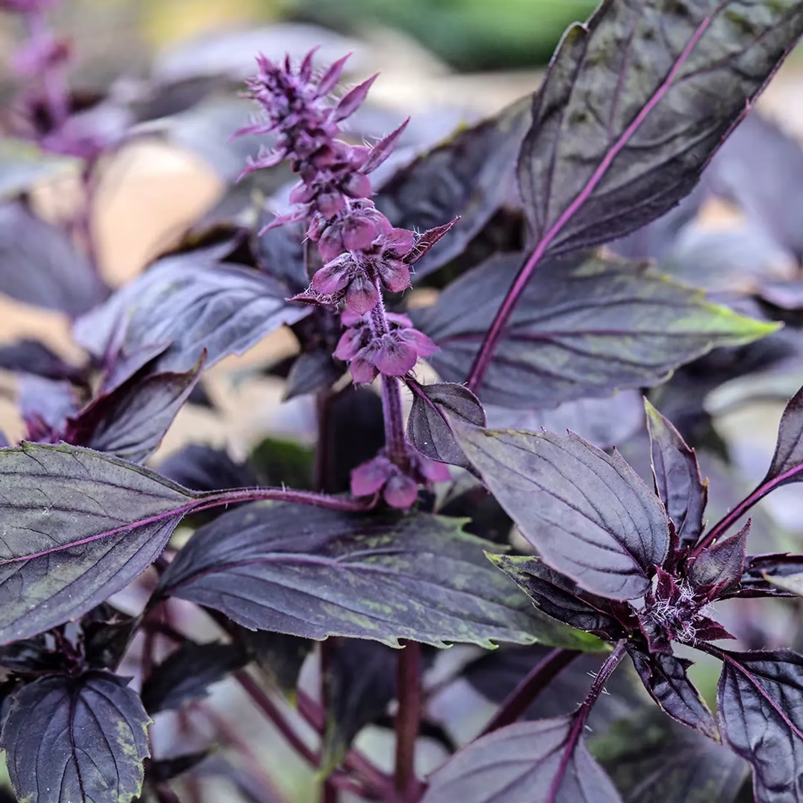 Persian Basil