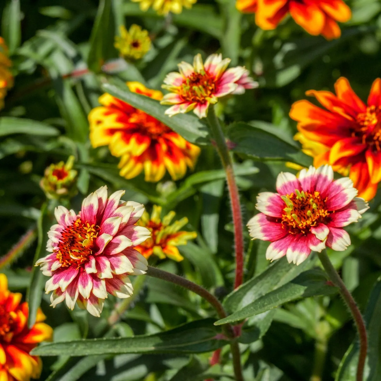Persian Carpet Zinnia
