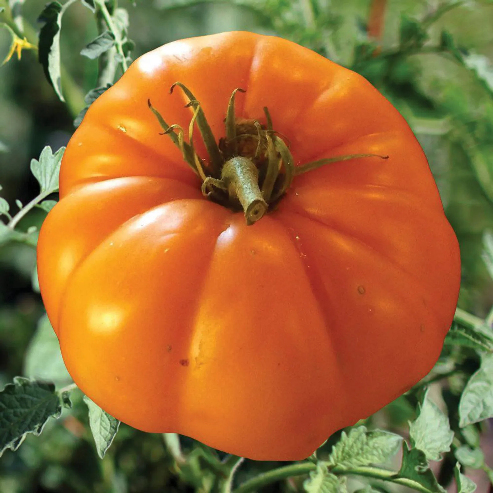 Persimmon Tomatoes