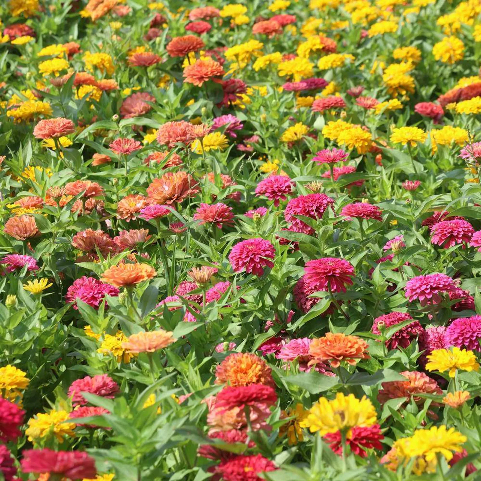 Peruvian Blend Zinnia