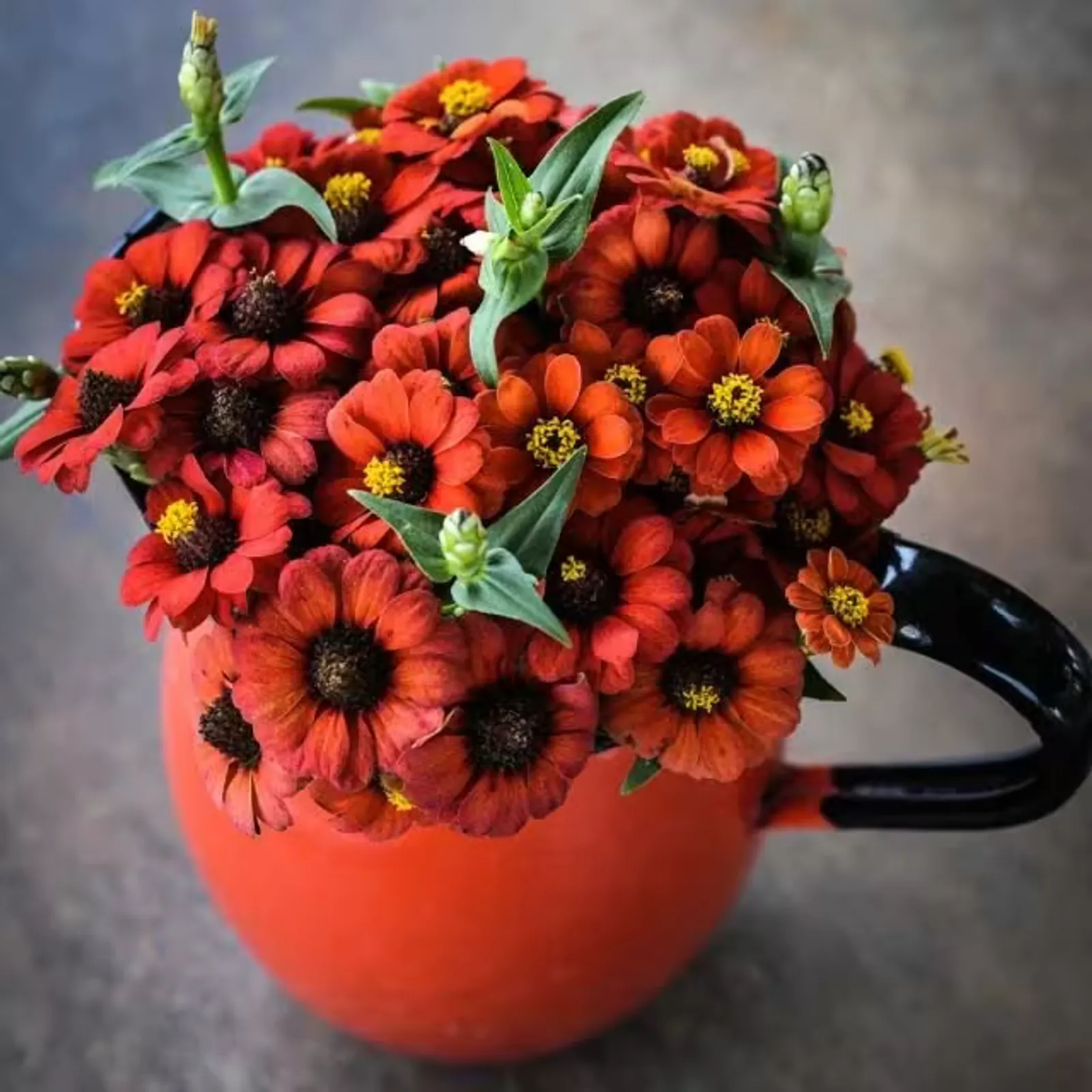 Peruviana Zinnia
