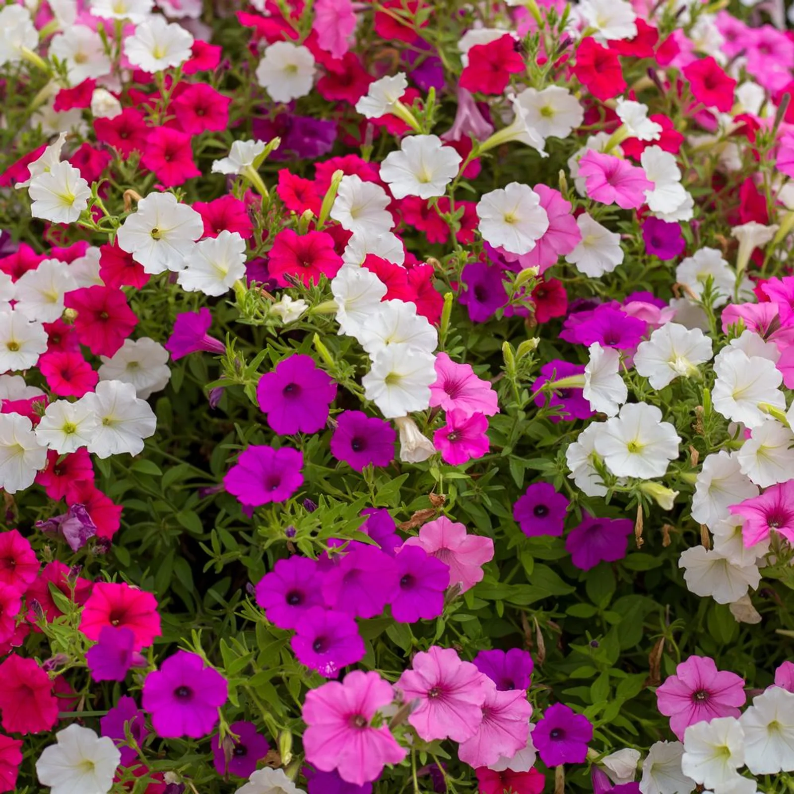 Petite Charmer Blend Petunia