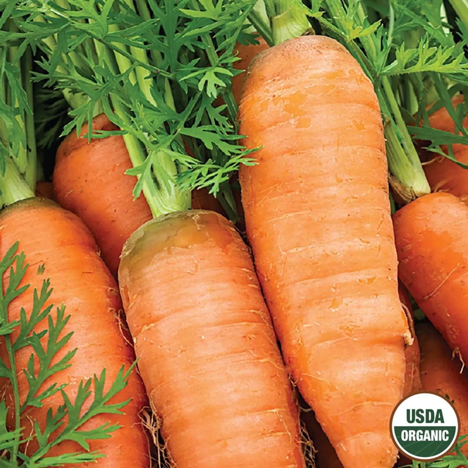 Petite Sweet Carrots