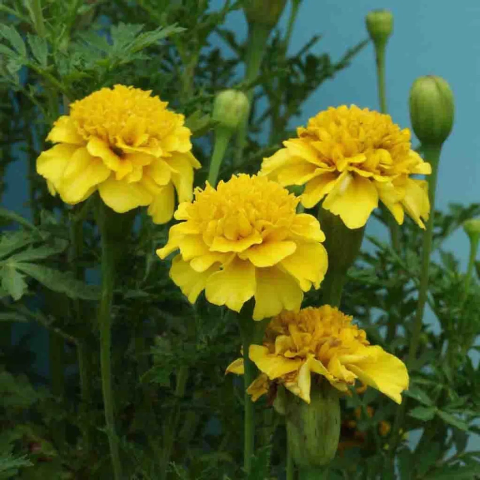 Petite Yellow Marigold