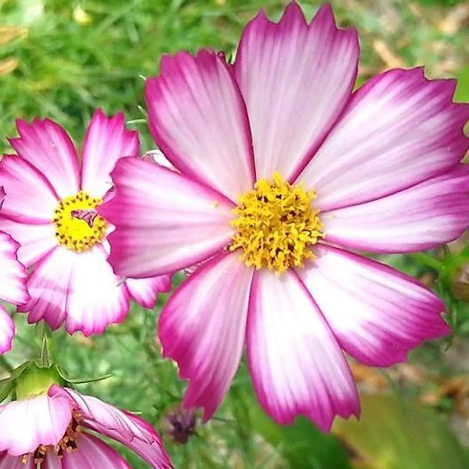 Fizzy Rose Picotee Cosmos