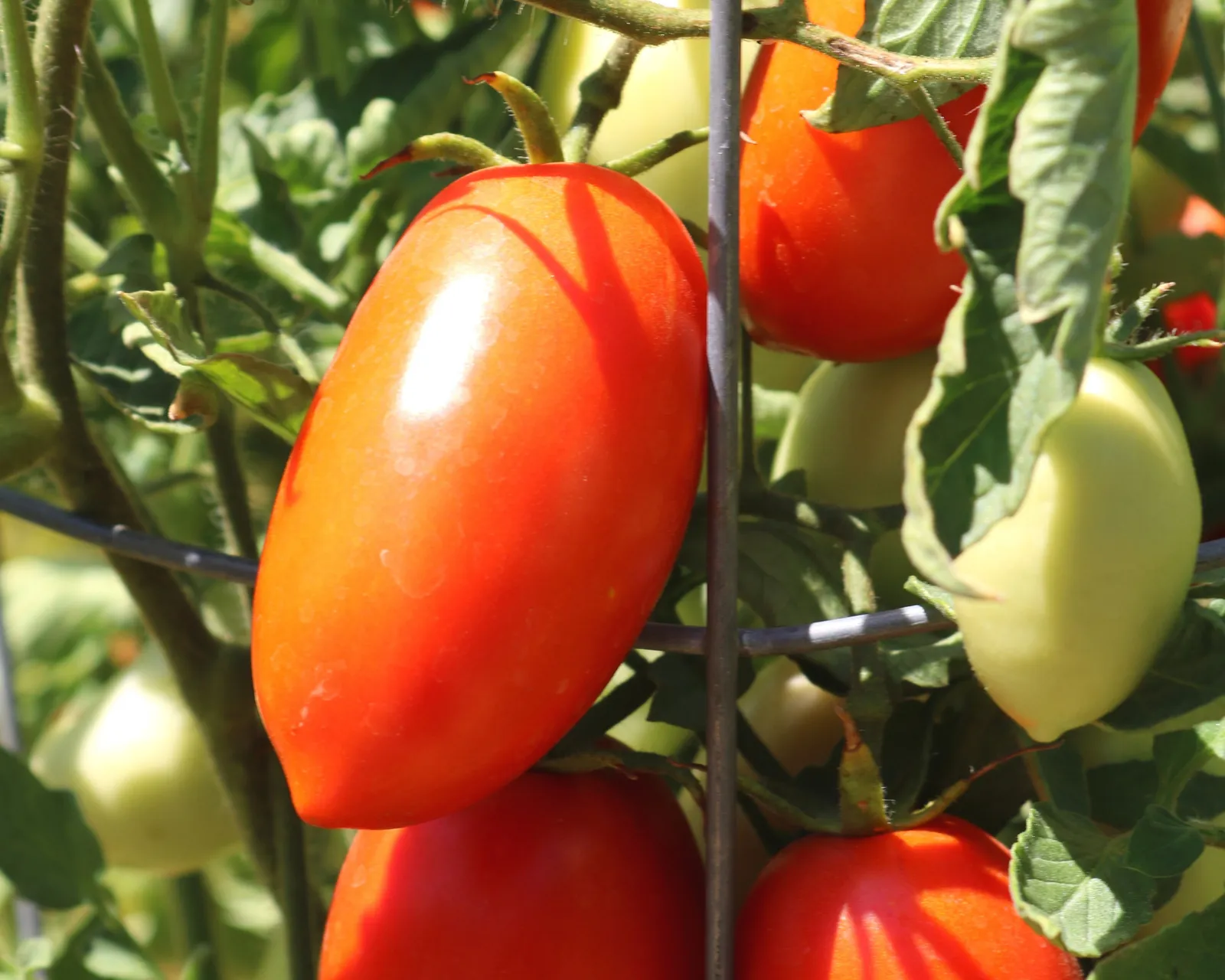 Picus Tomatoes