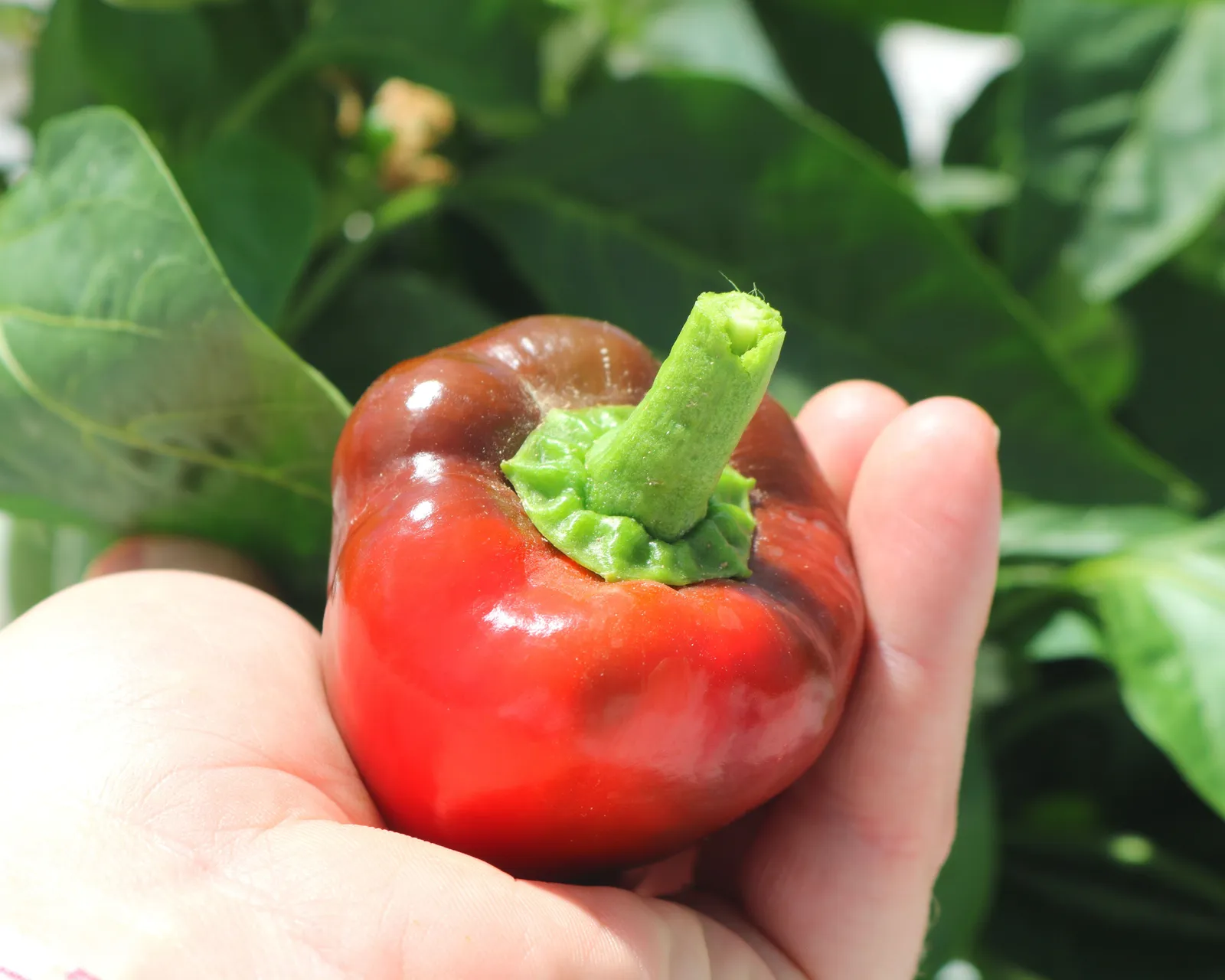 Pimiento Elite Peppers