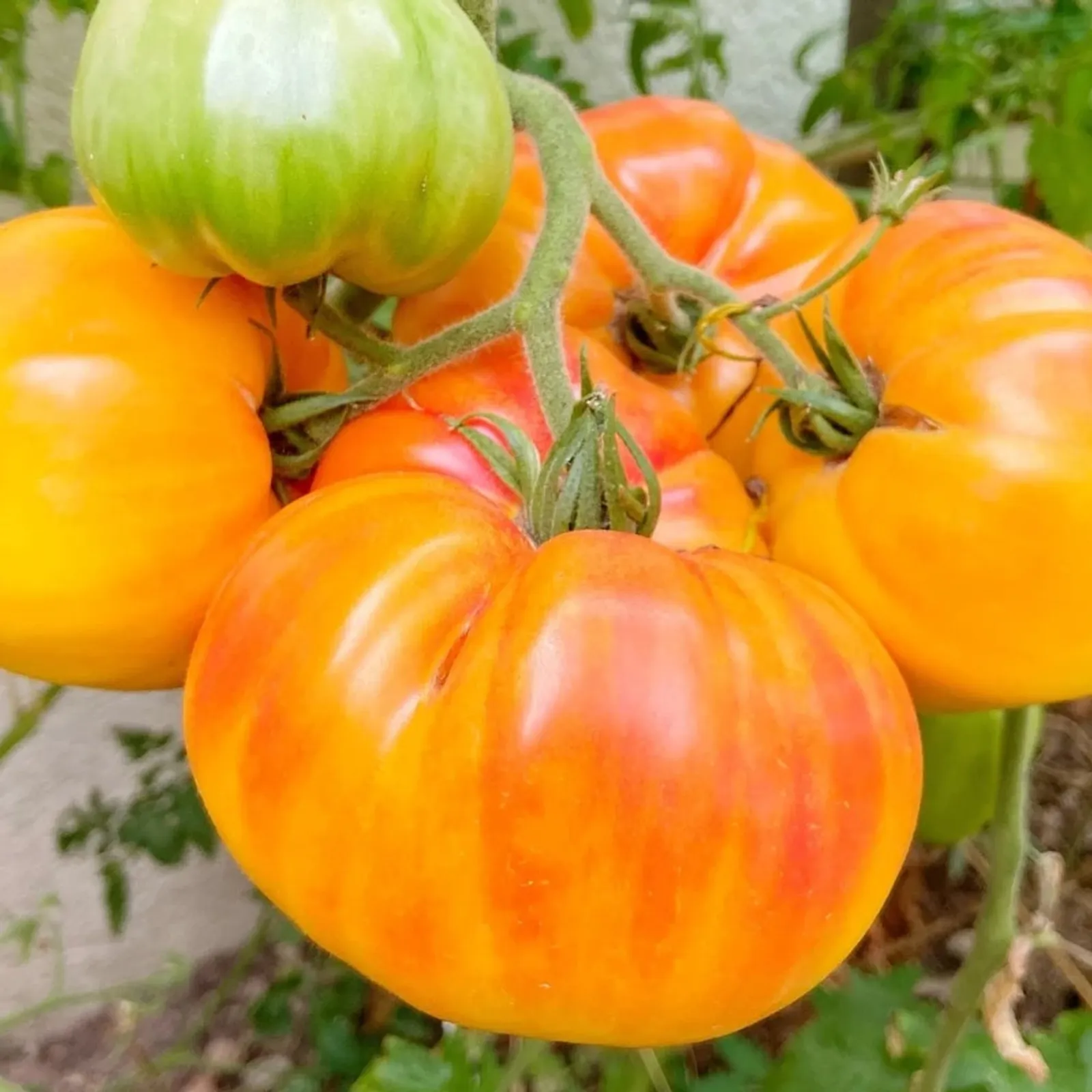 Pineapple Tomatoes