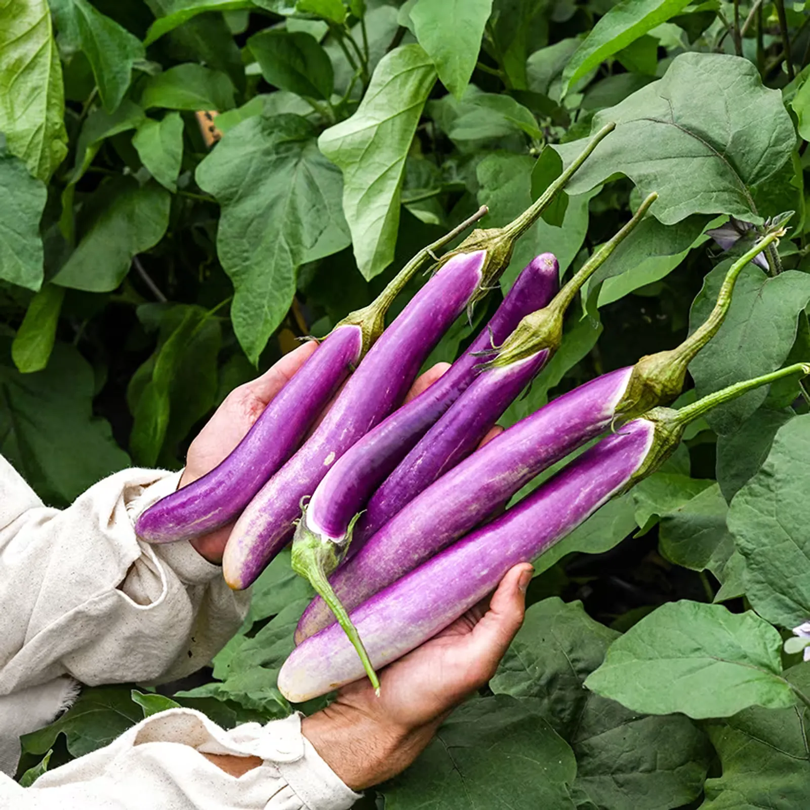 Ping Tung Eggplant