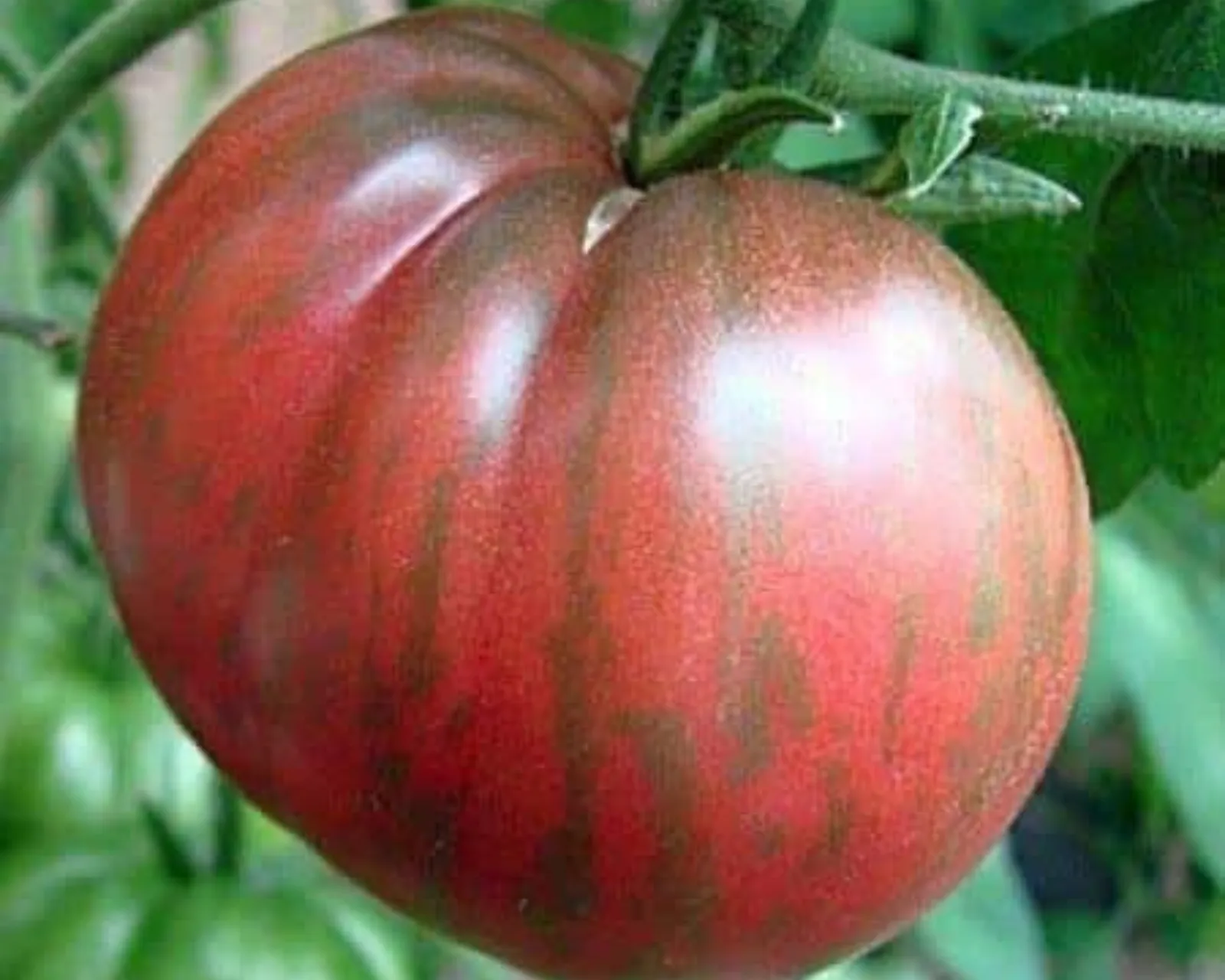 Berkeley Tie-Dye Pink Tomatoes