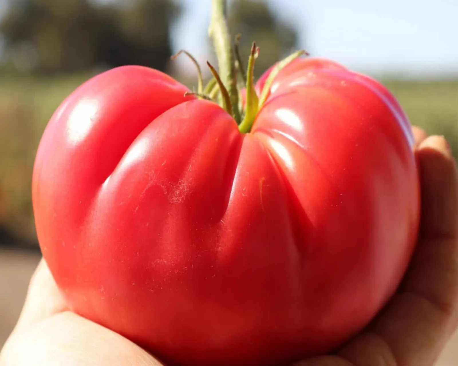 Pink Delicious Hybrid Beefsteak Tomatoes