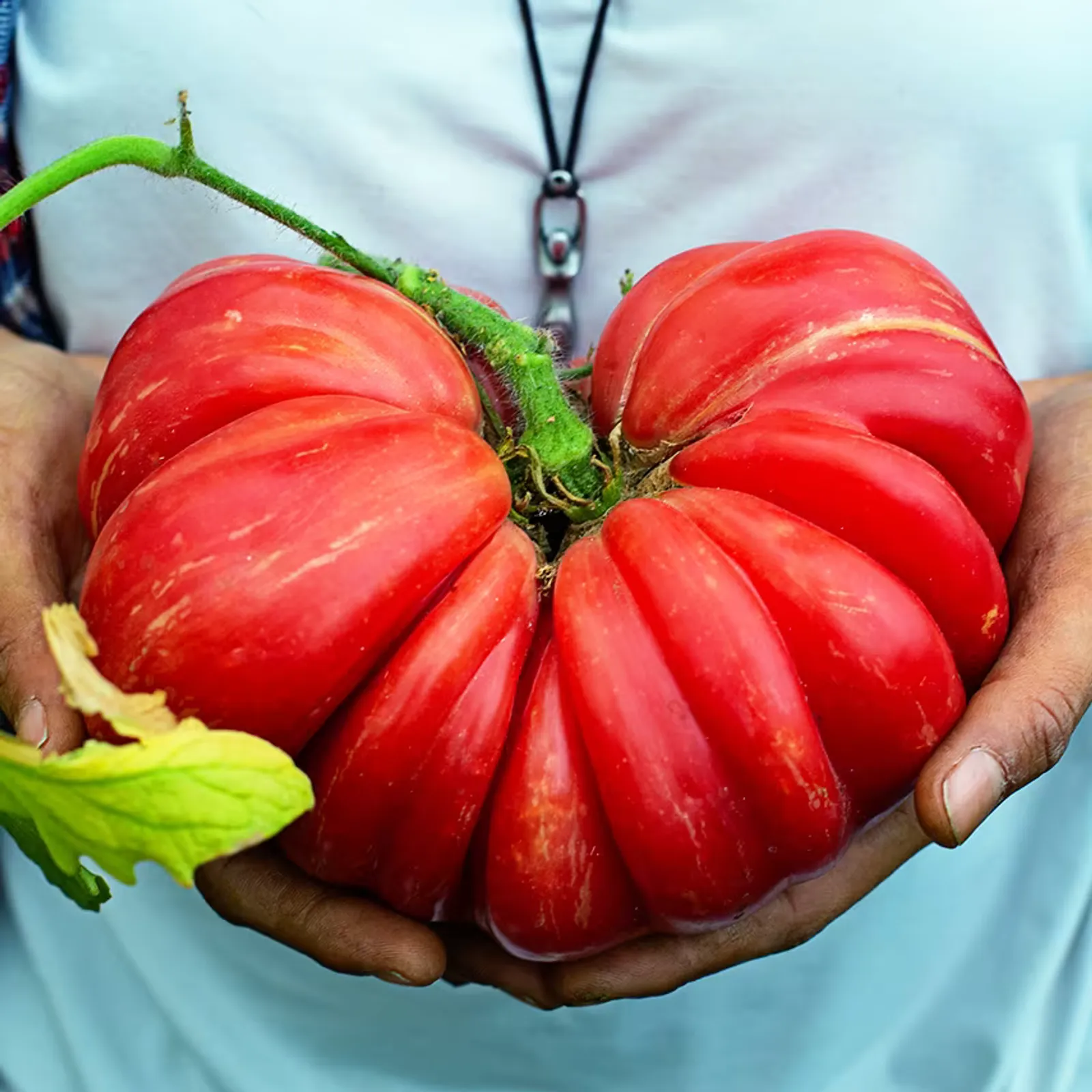 Pink Jazz Tomatoes