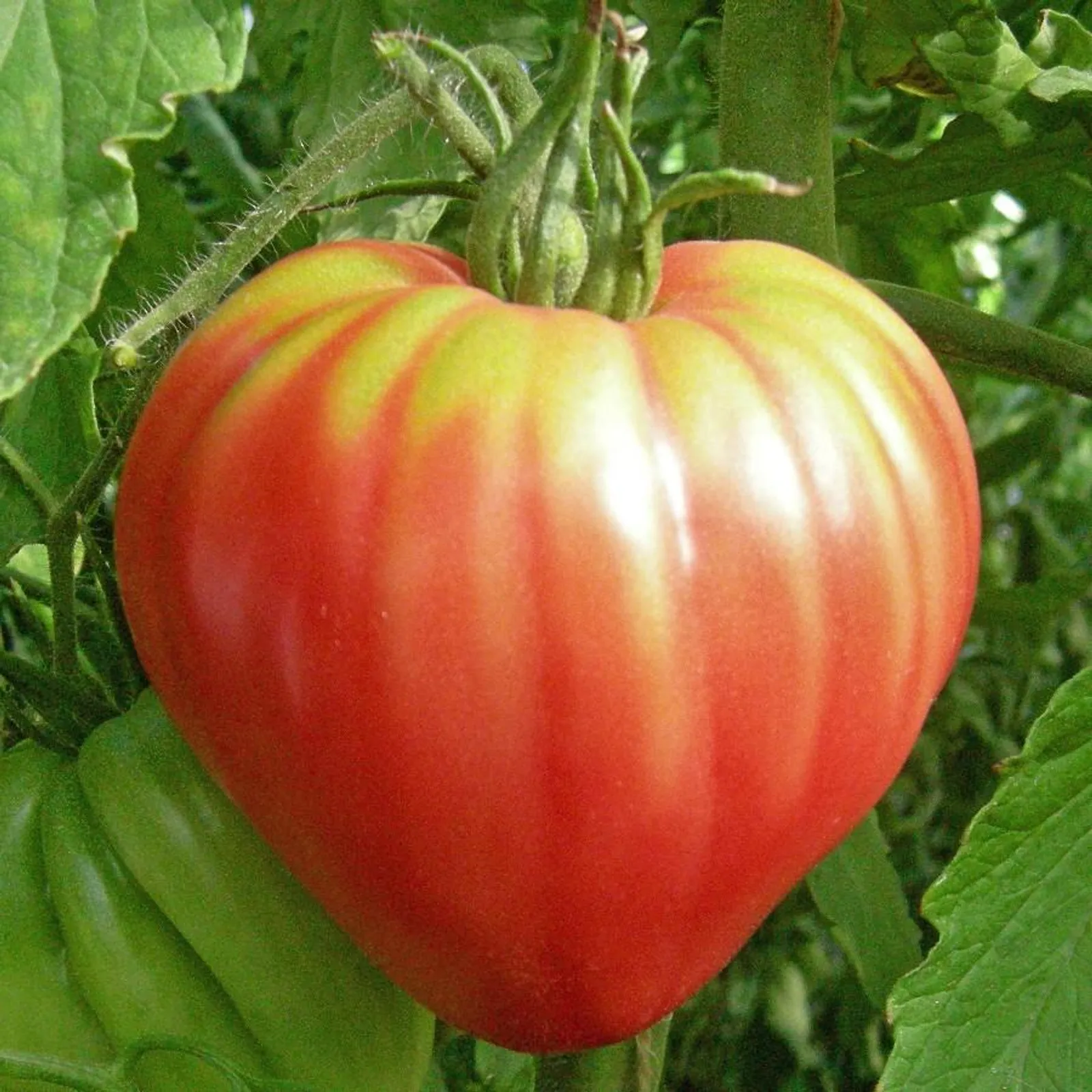 Pink Oxheart Tomatoes