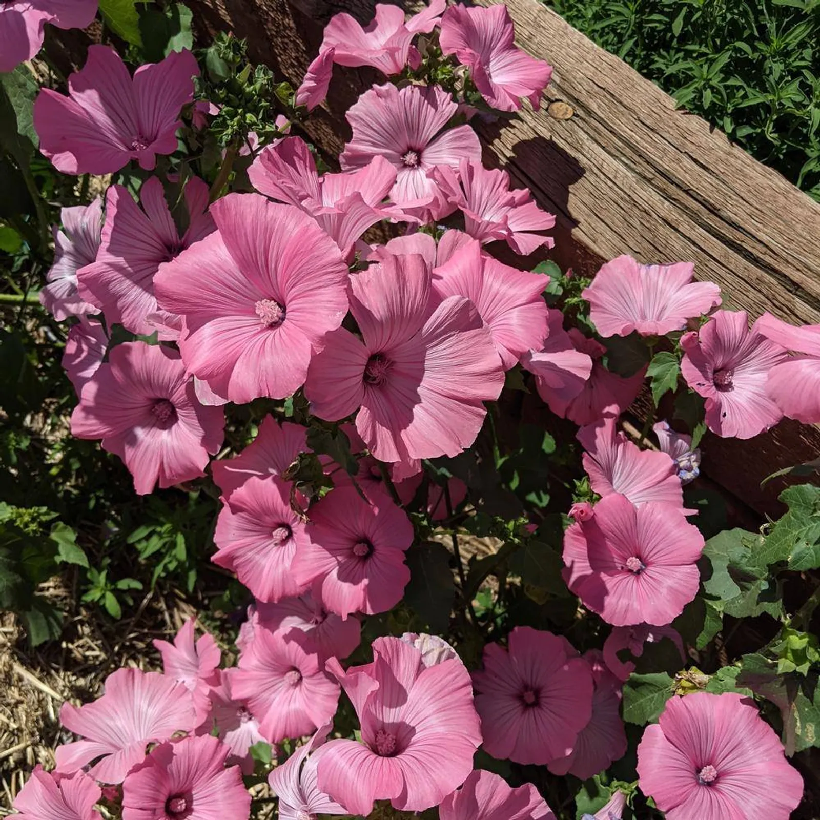 Pink Rose Mallow Marshmallow