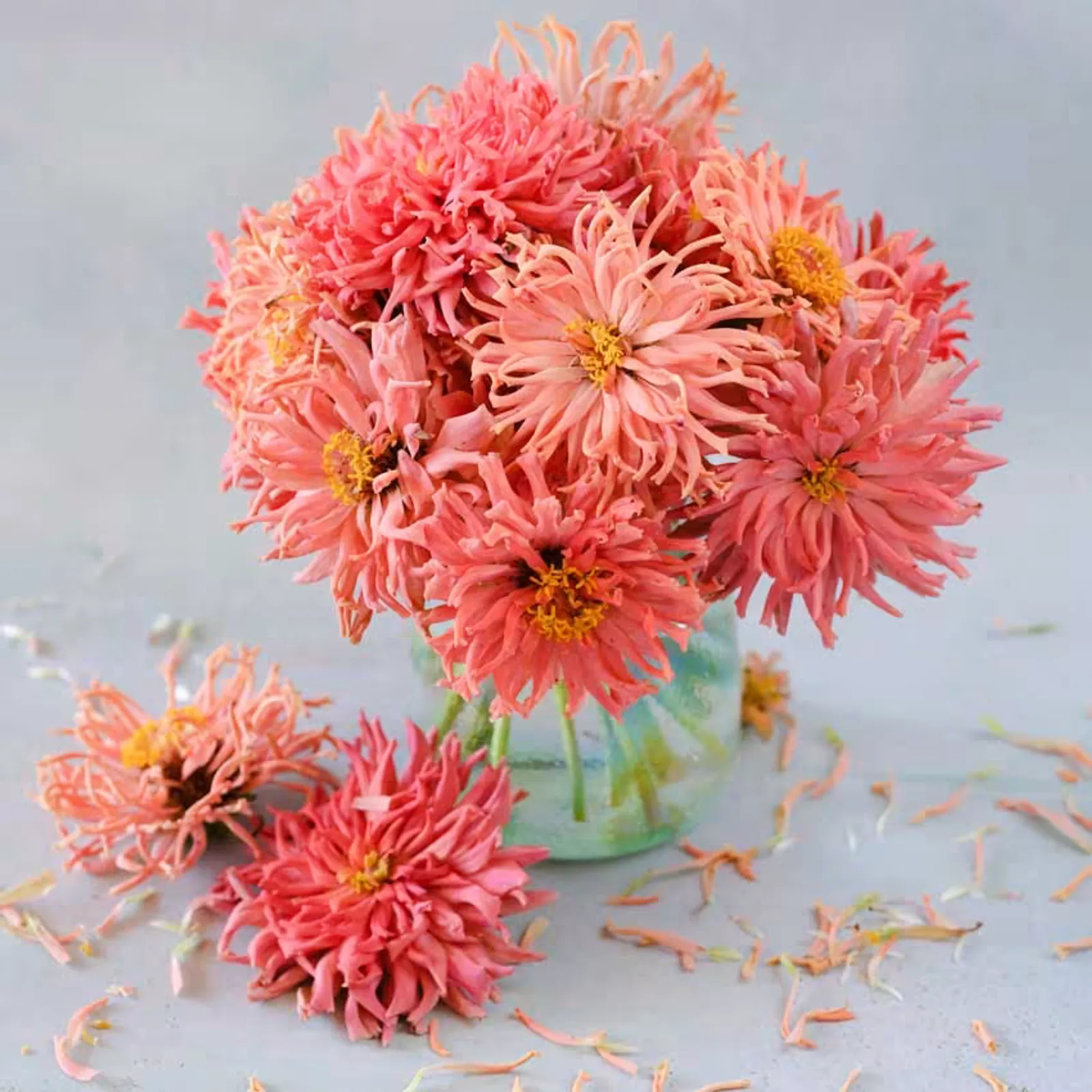 Pink Senorita Zinnia