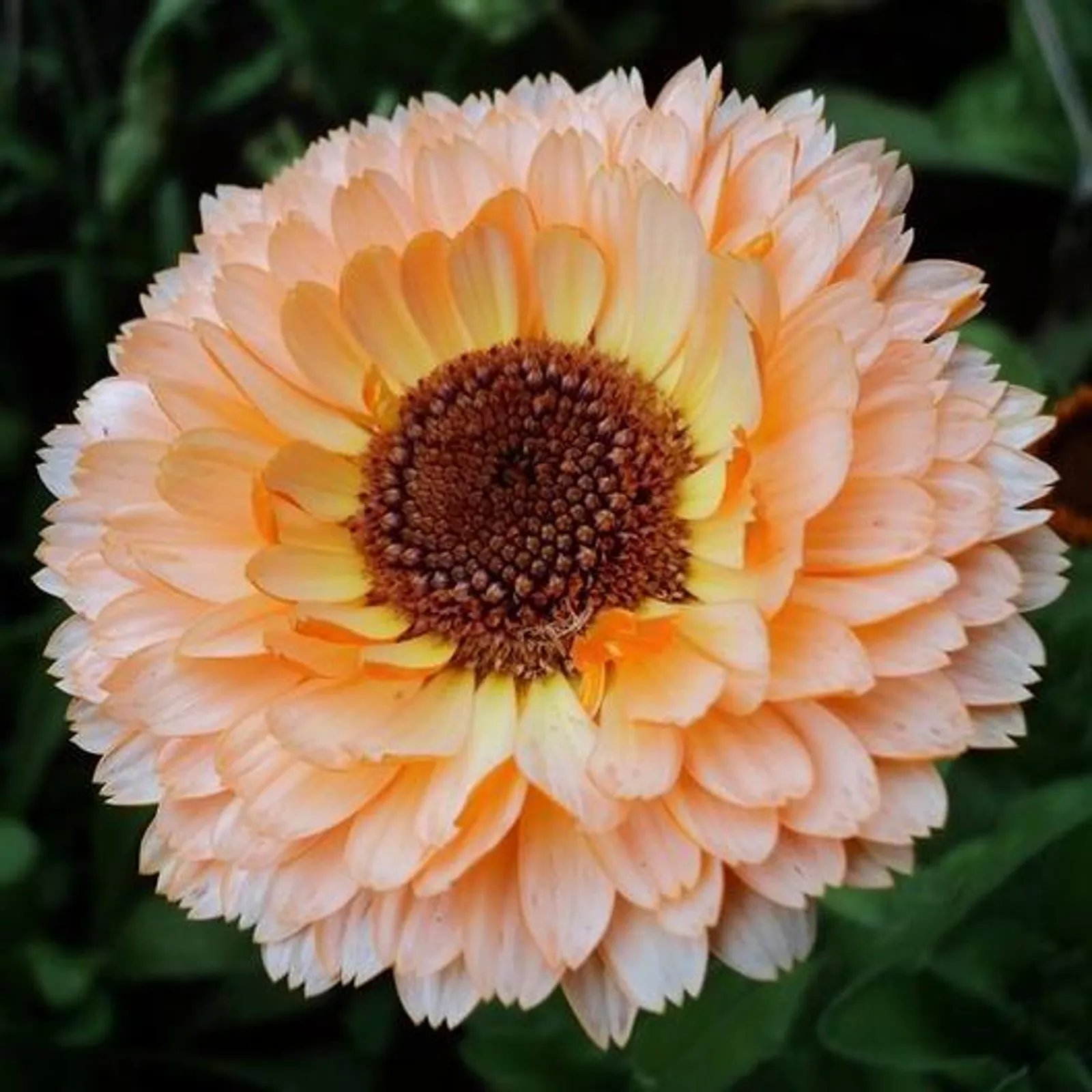 Pink Surprise Calendula