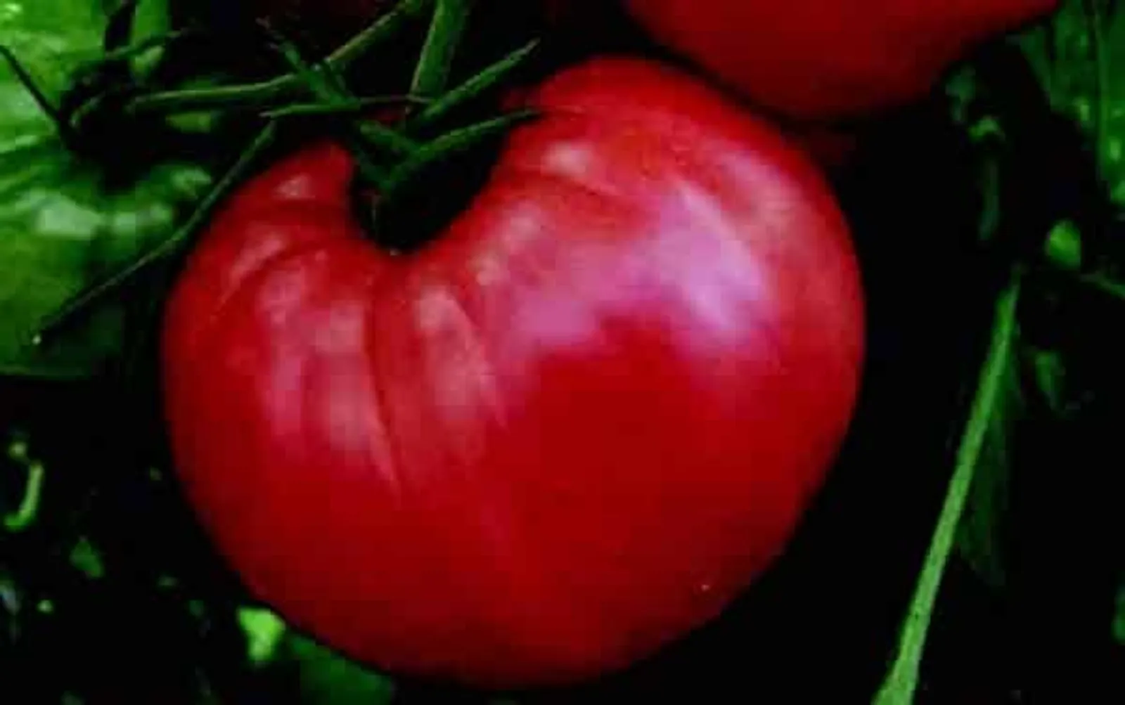 Pink Wonder Tomatoes