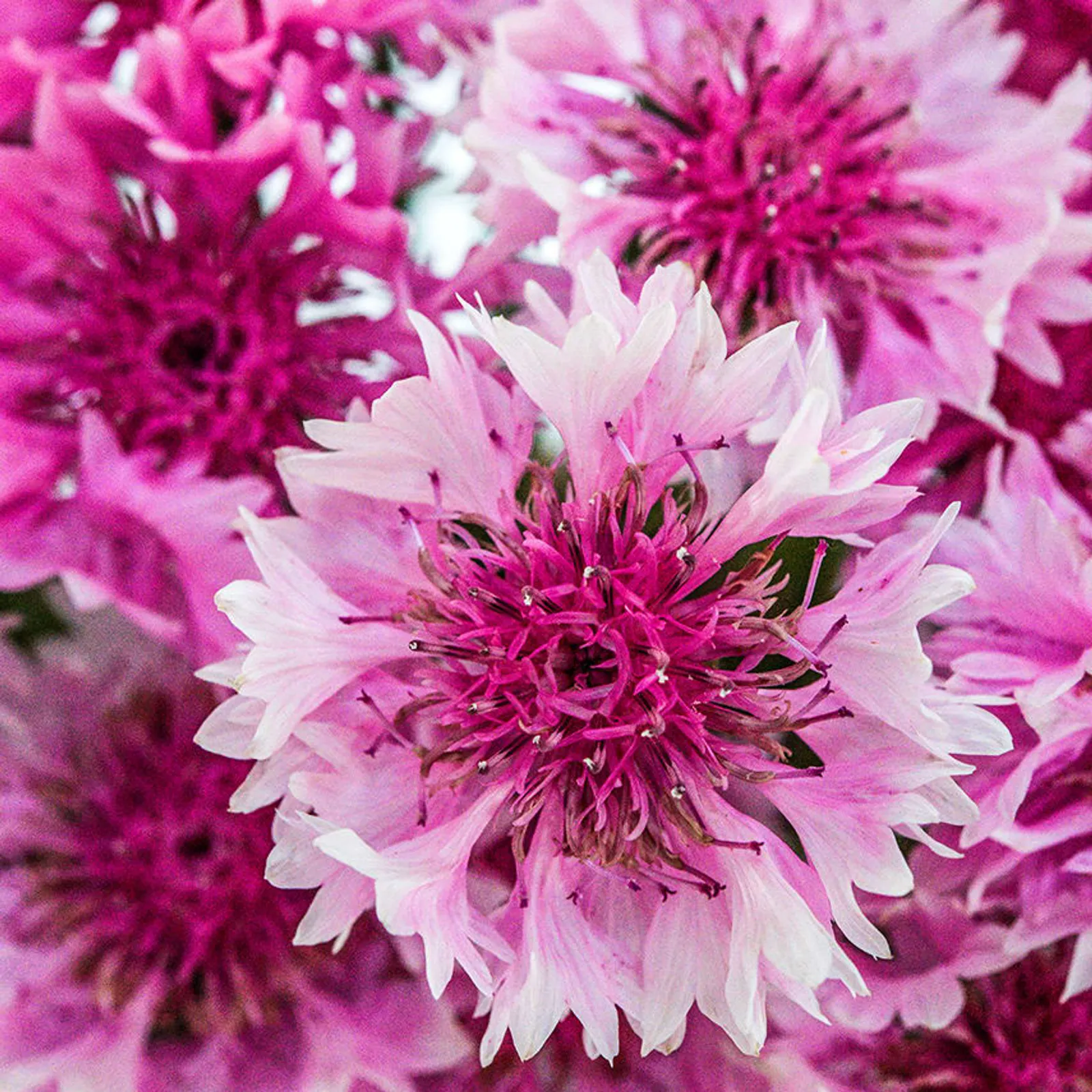 Pinkie Cornflower