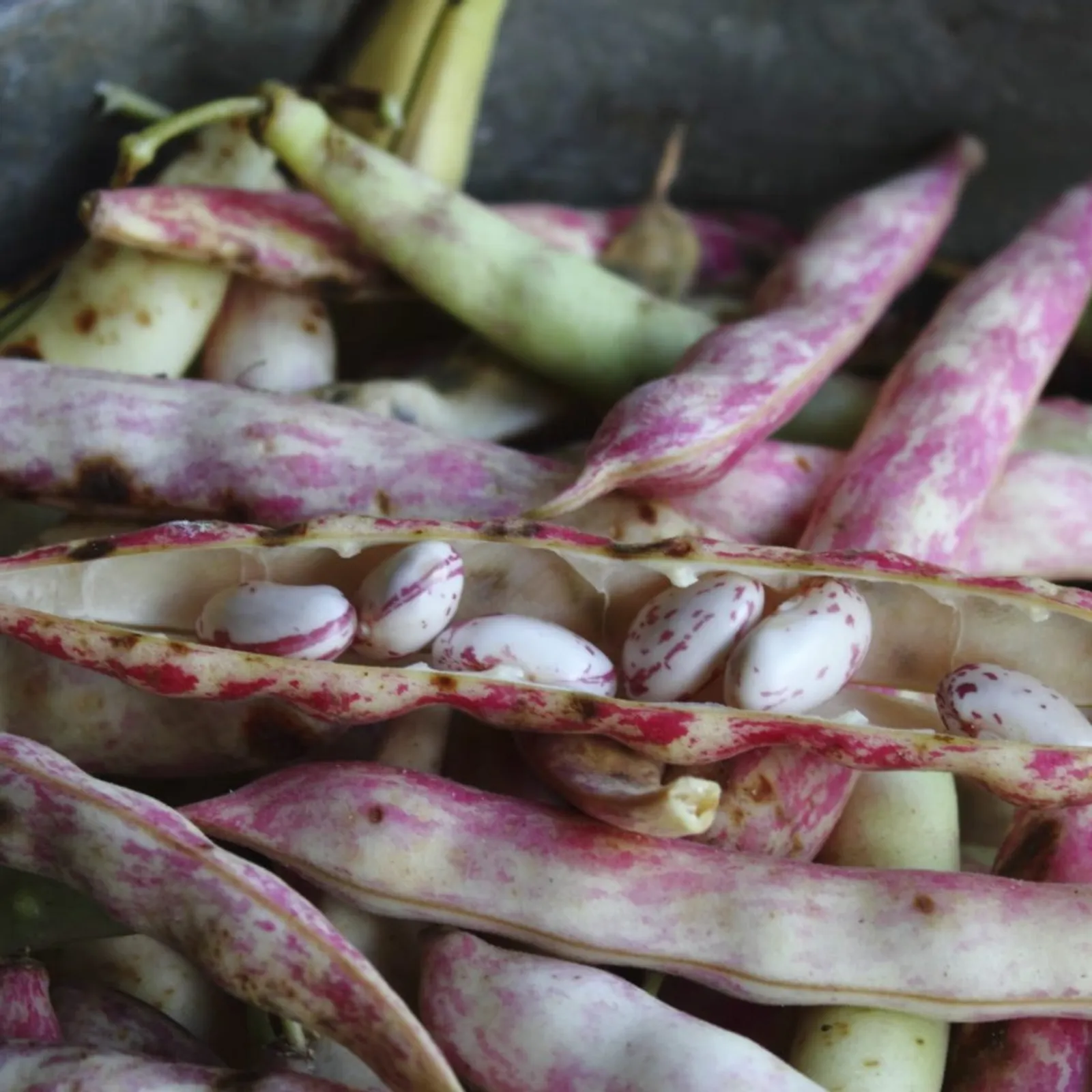 Pinto Beans