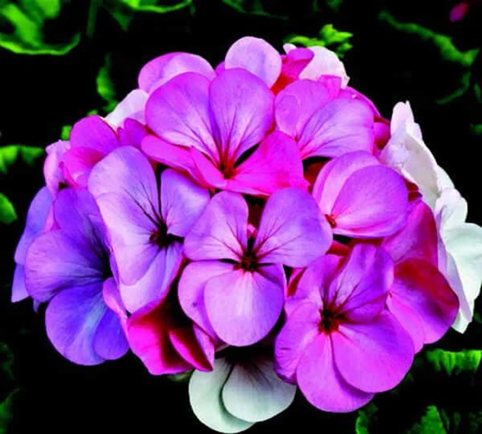 Pinto Premium White to Rose Geranium