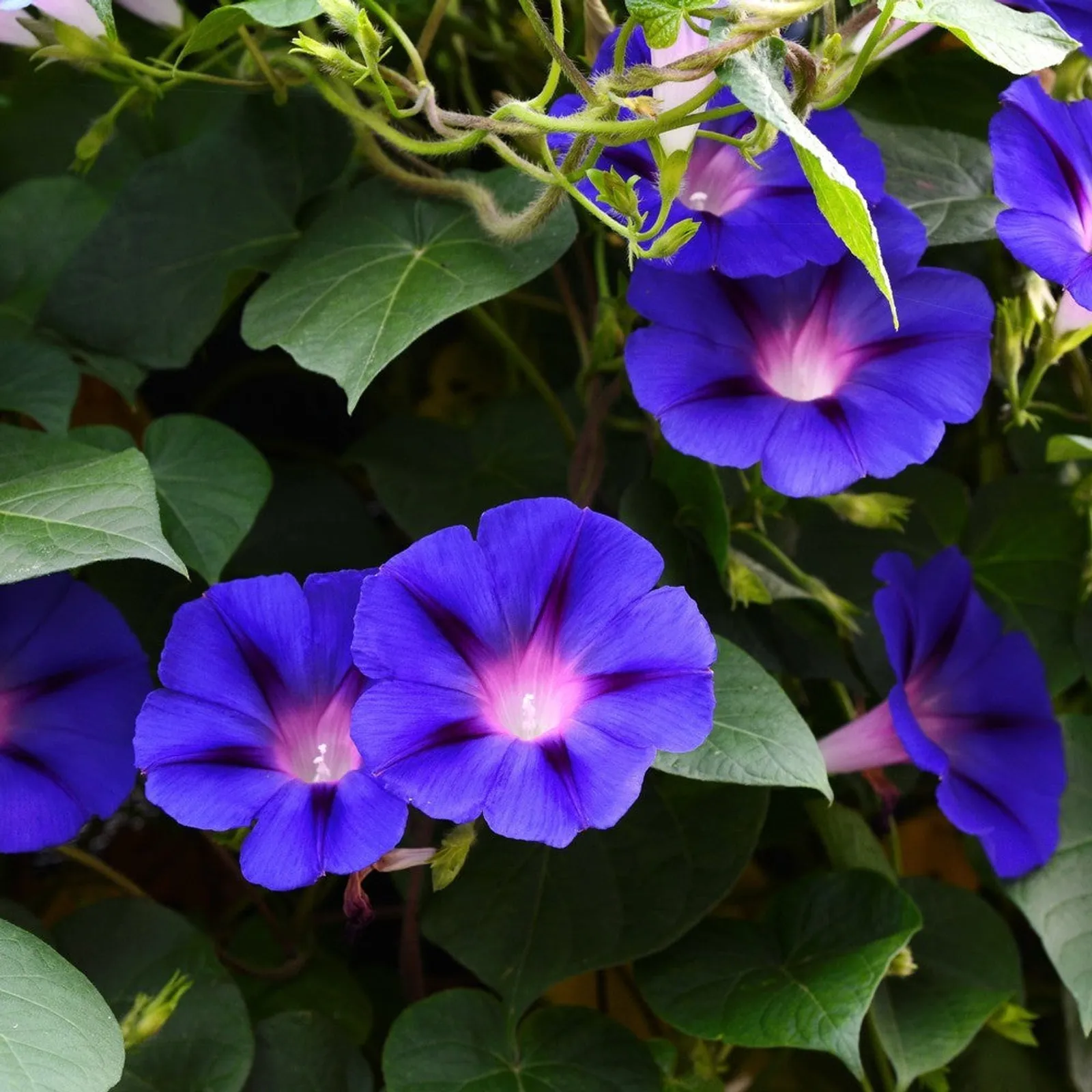 Pinwheel Blend Morning Glory