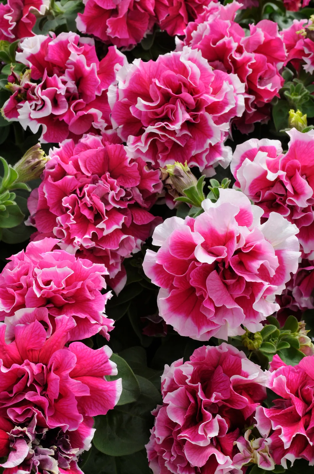 Pirouette Rose Double Grandiflora Petunia