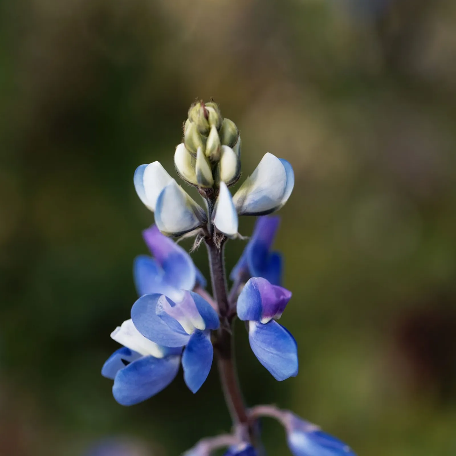 Pixie Delight Lupine