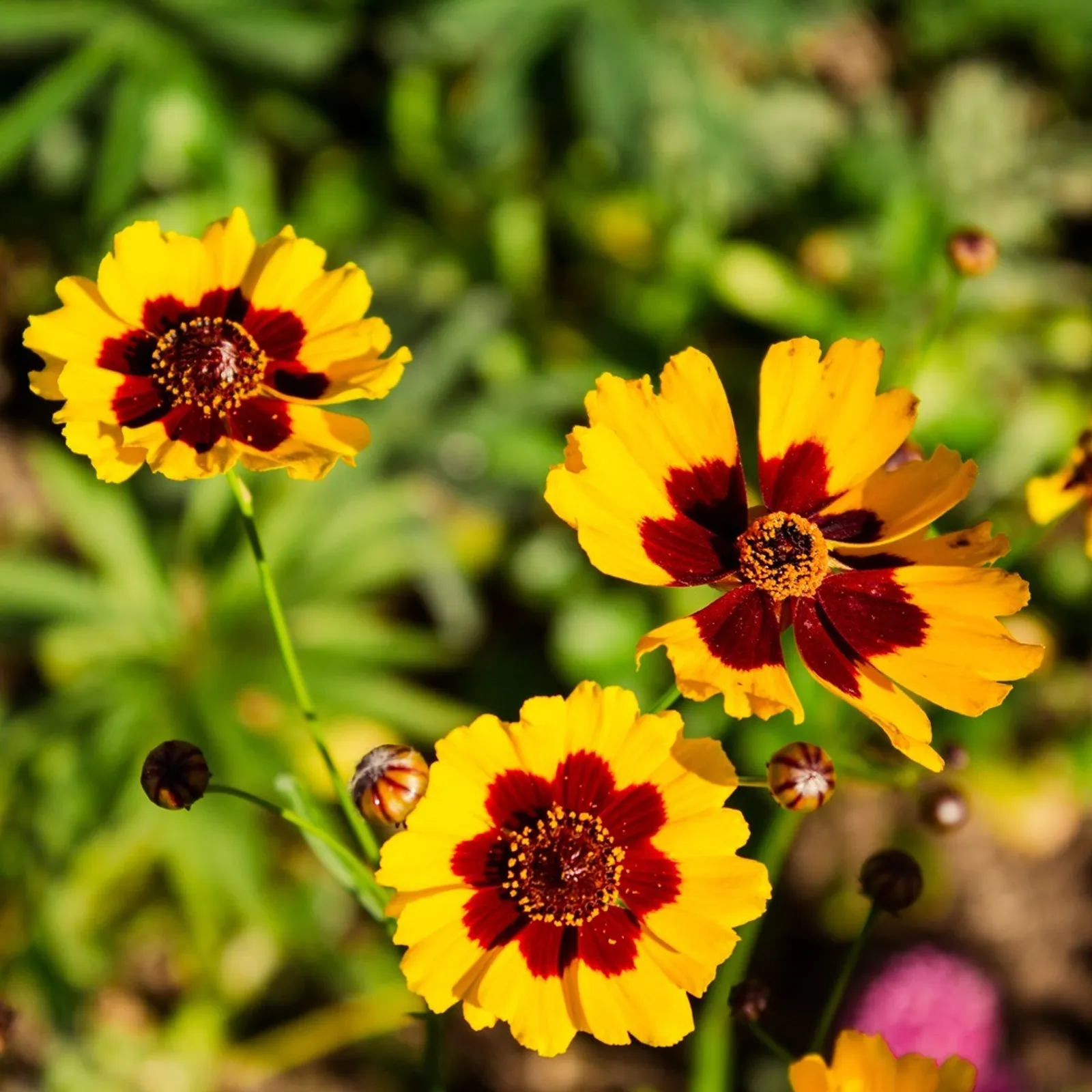 Plains Coreopsis Black-Eyed Susan