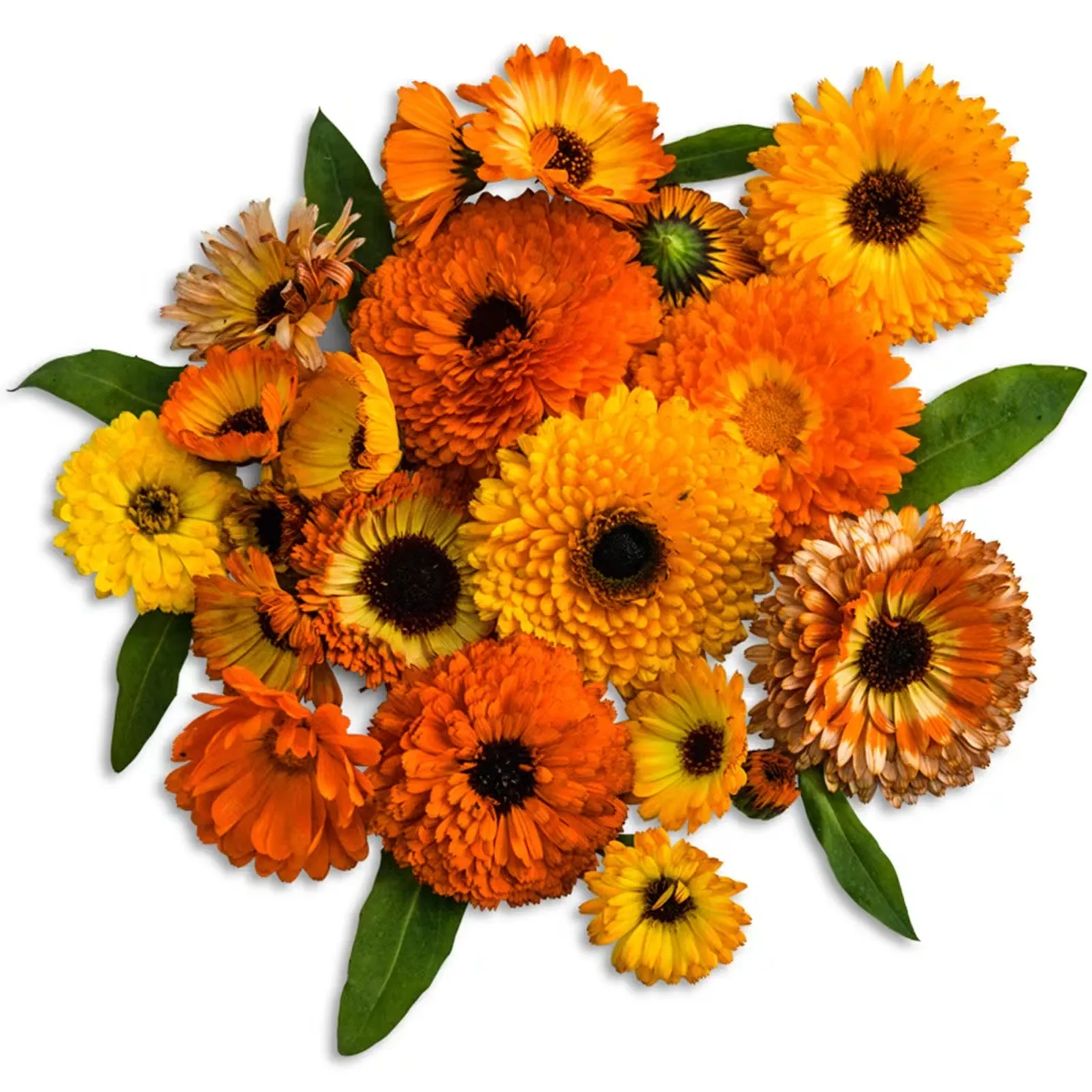 Playtime Mix Calendula