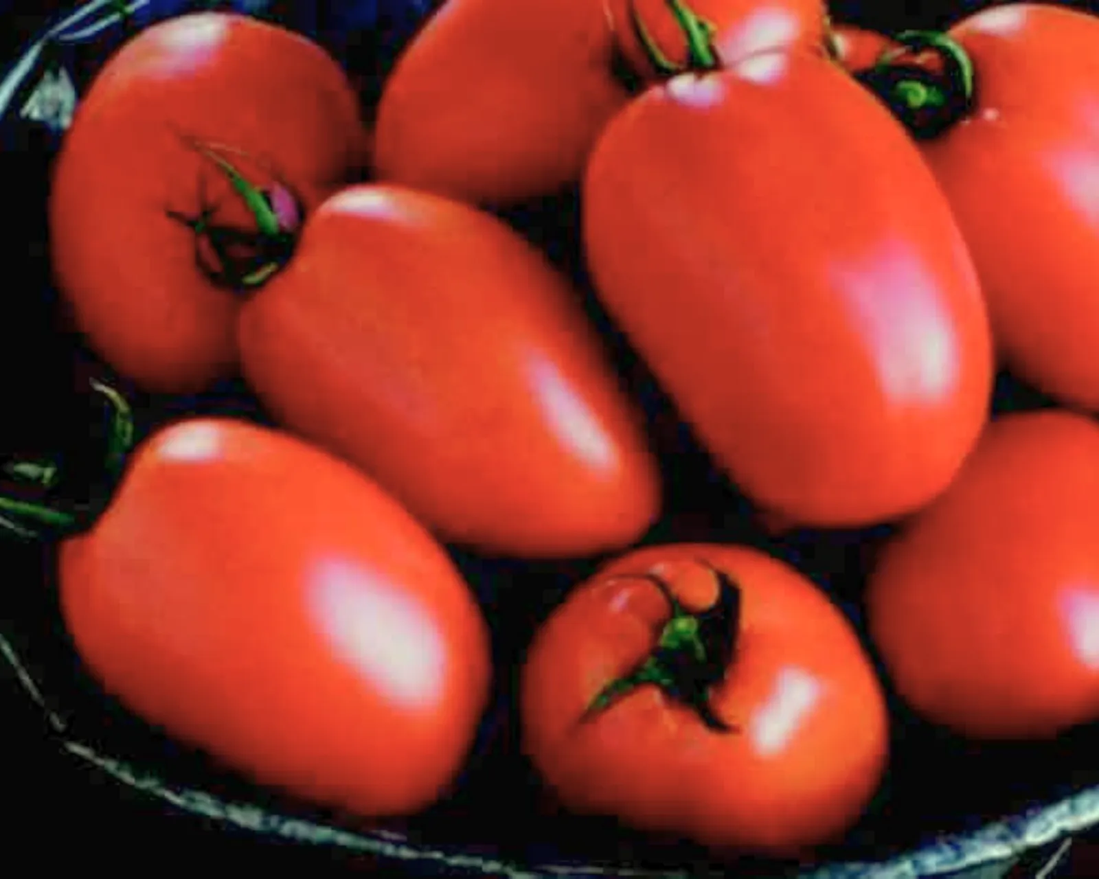 Plum Regal Hybrid Roma Paste Tomatoes
