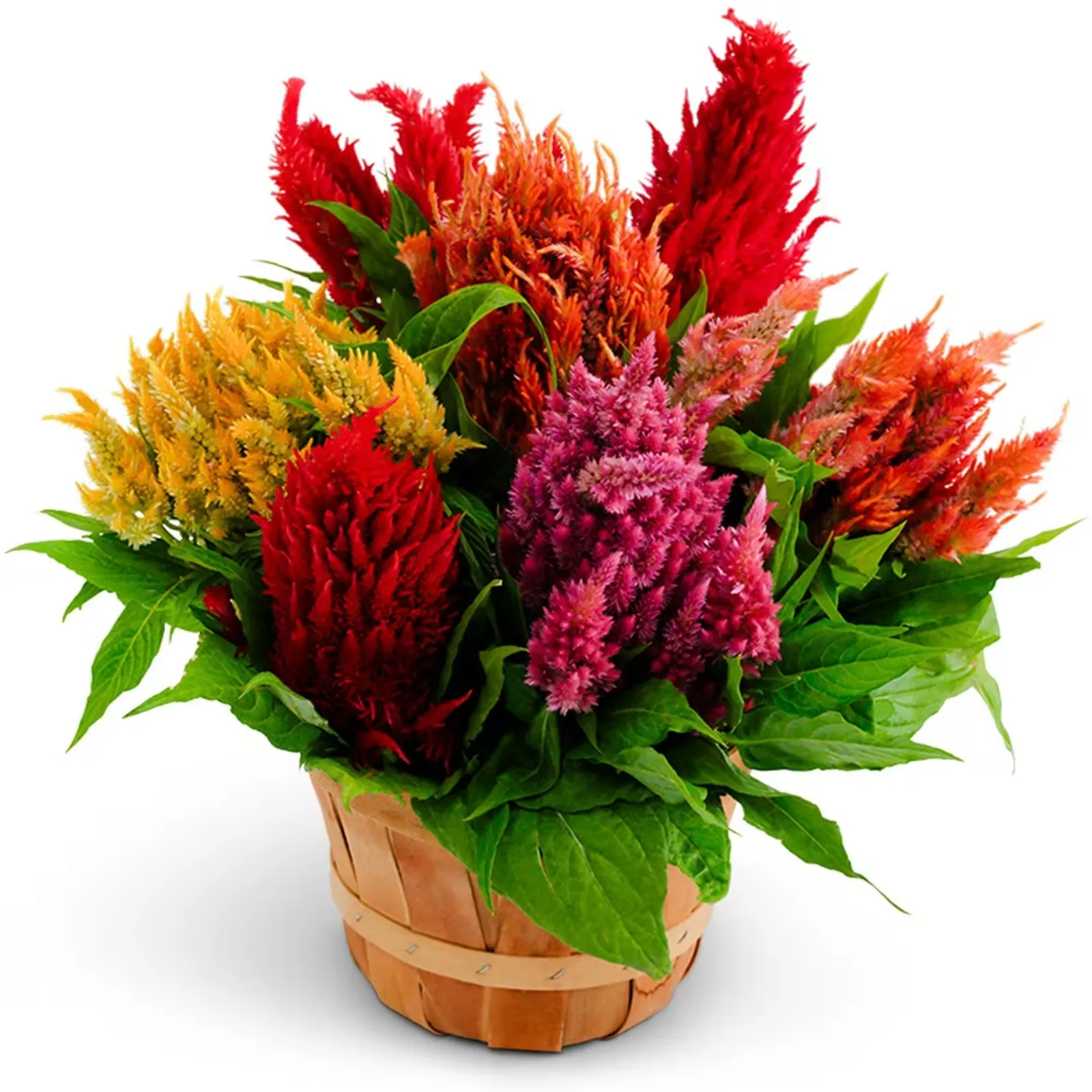 Plumosa Glorious Mix Celosia