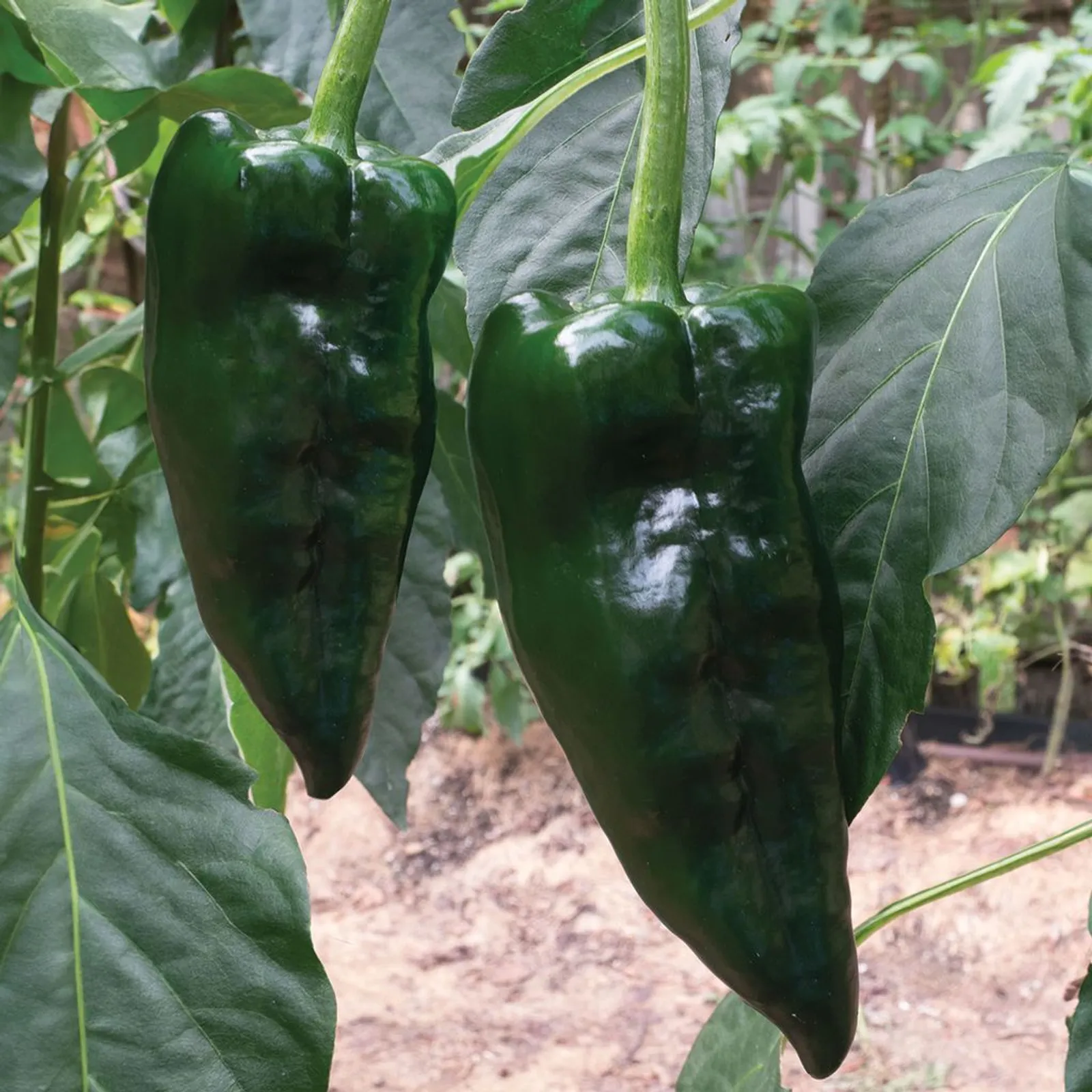 Poblano (Ancho) Peppers