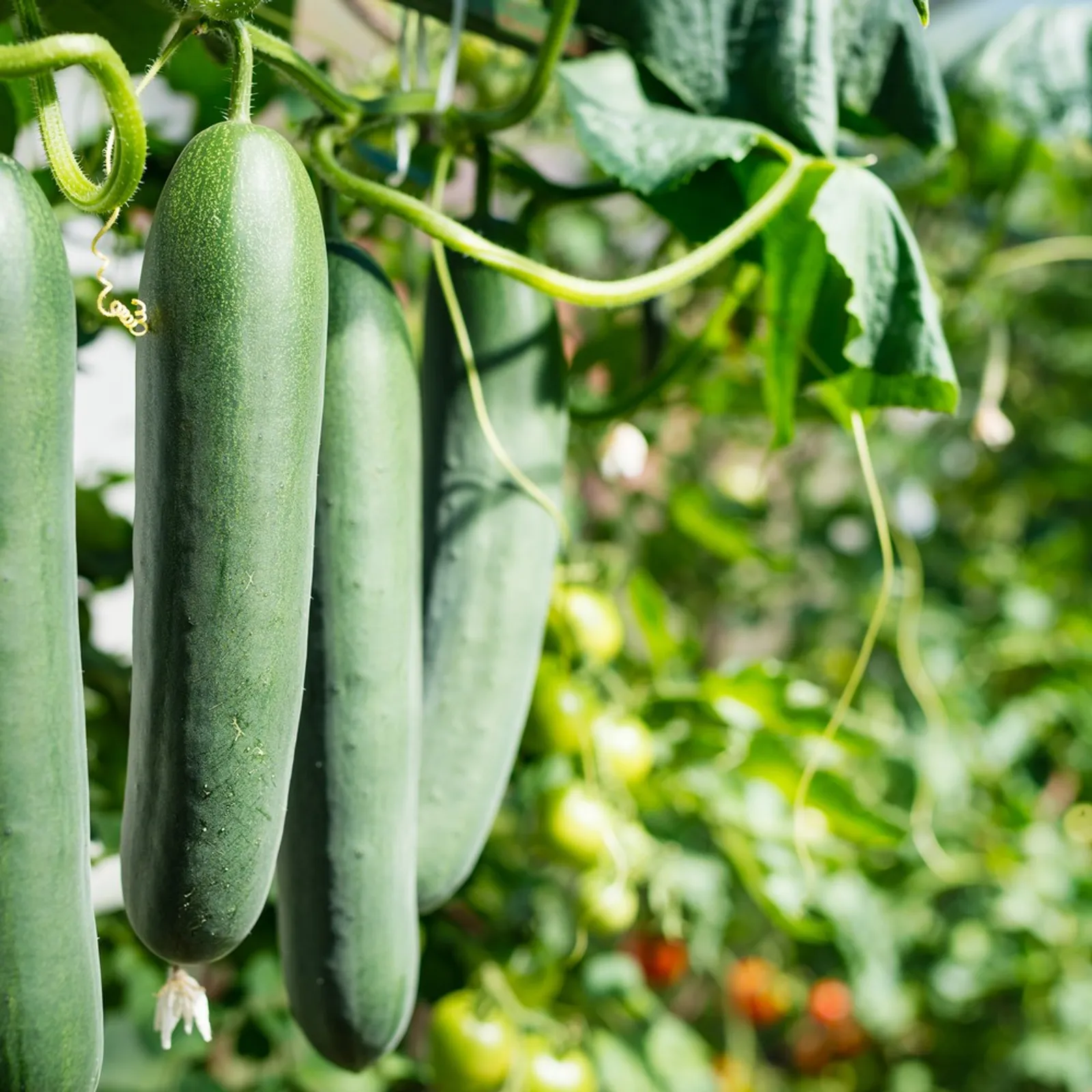 Poinsett 76 Cucumbers