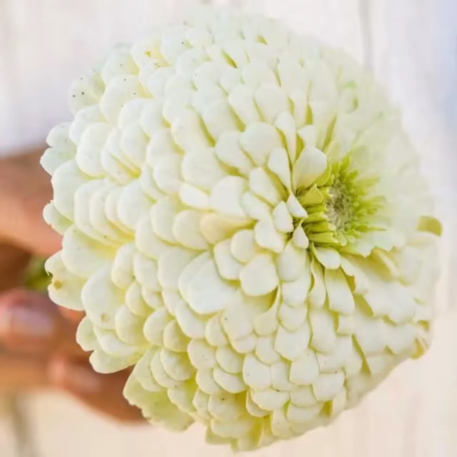 Polar Bear Zinnia