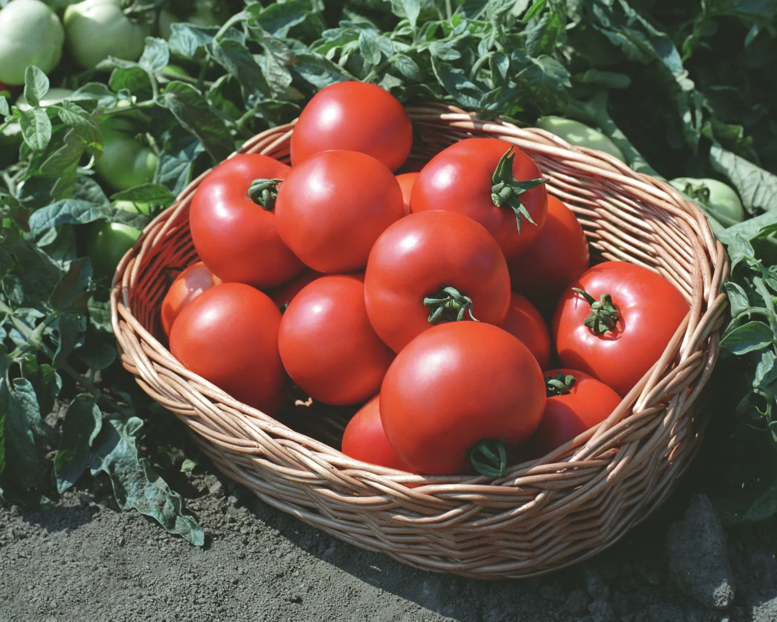 Polbig Tomatoes