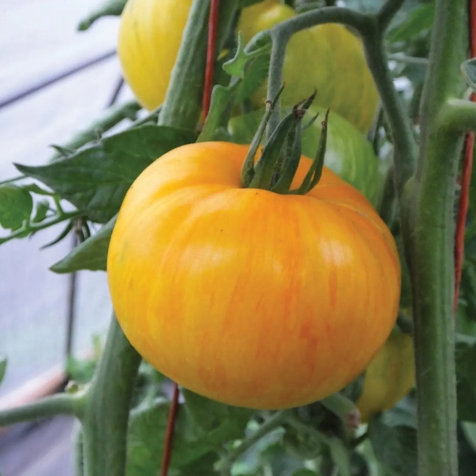 Pork Chop Tomatoes