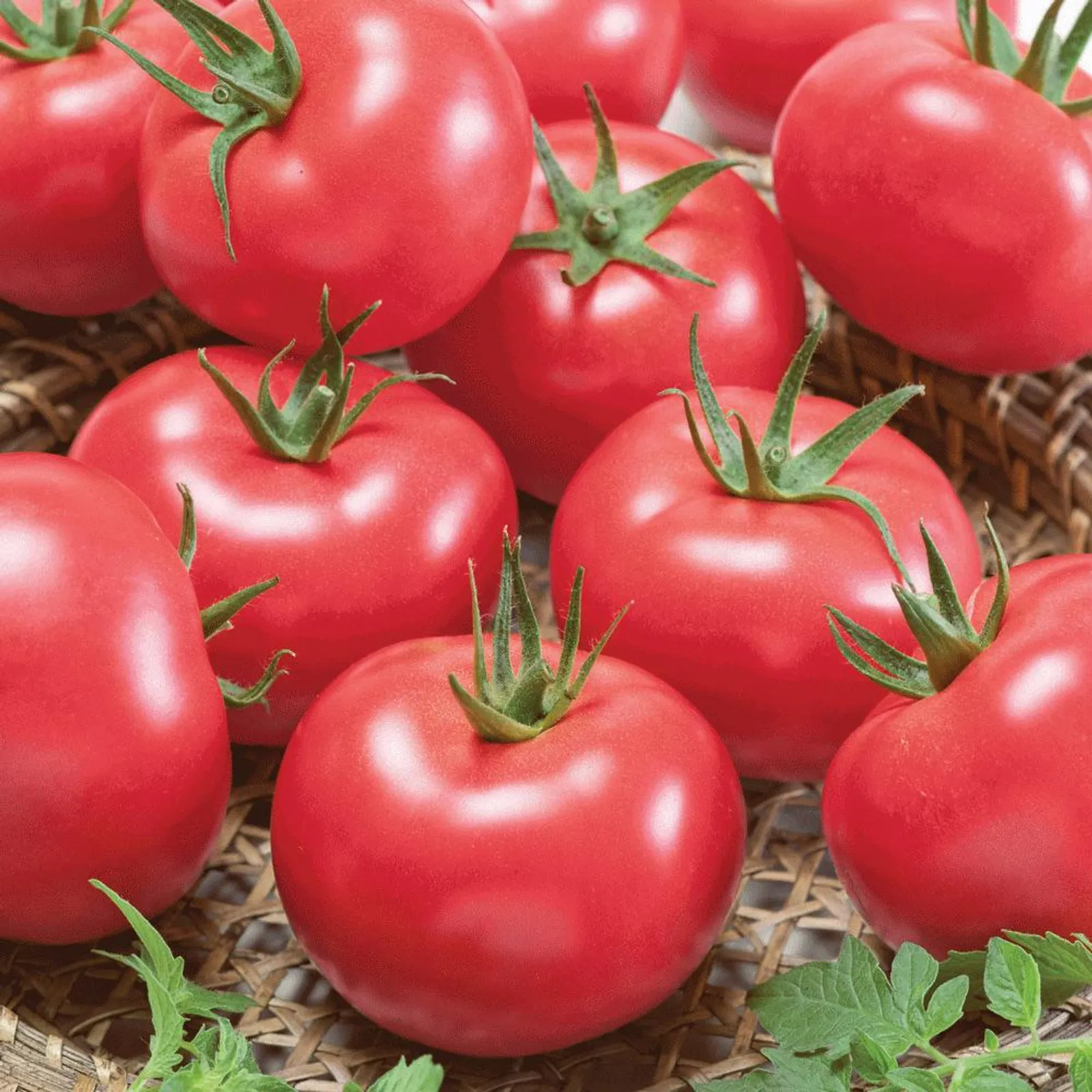 Porter Tomatoes