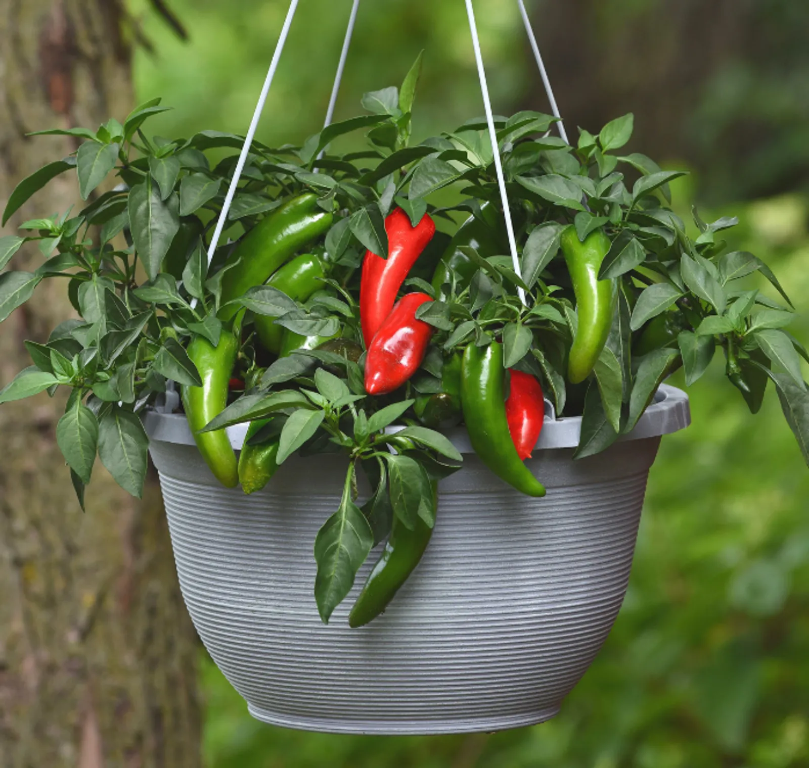 Pot-a-Peño Peppers