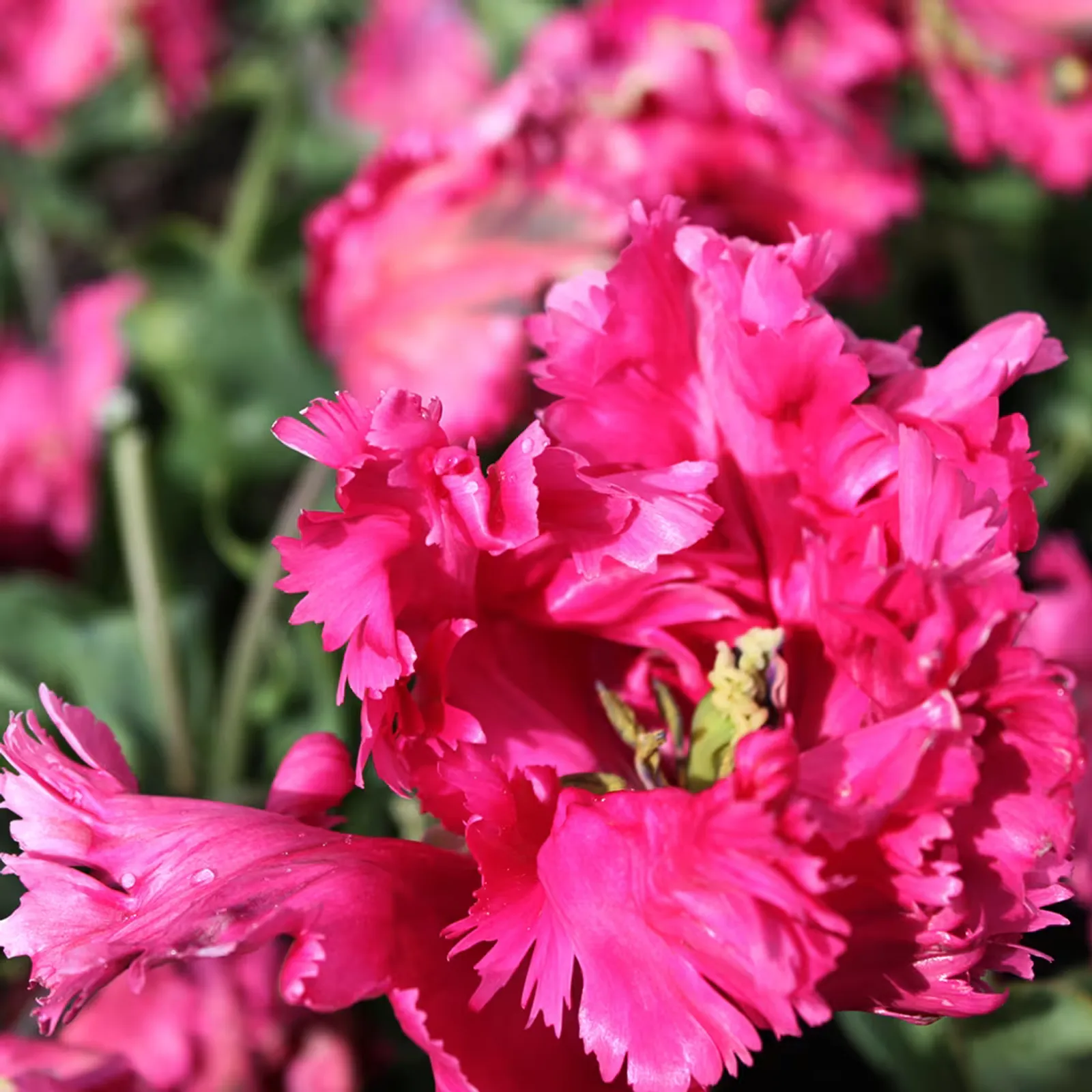 Power Parrot Tulips
