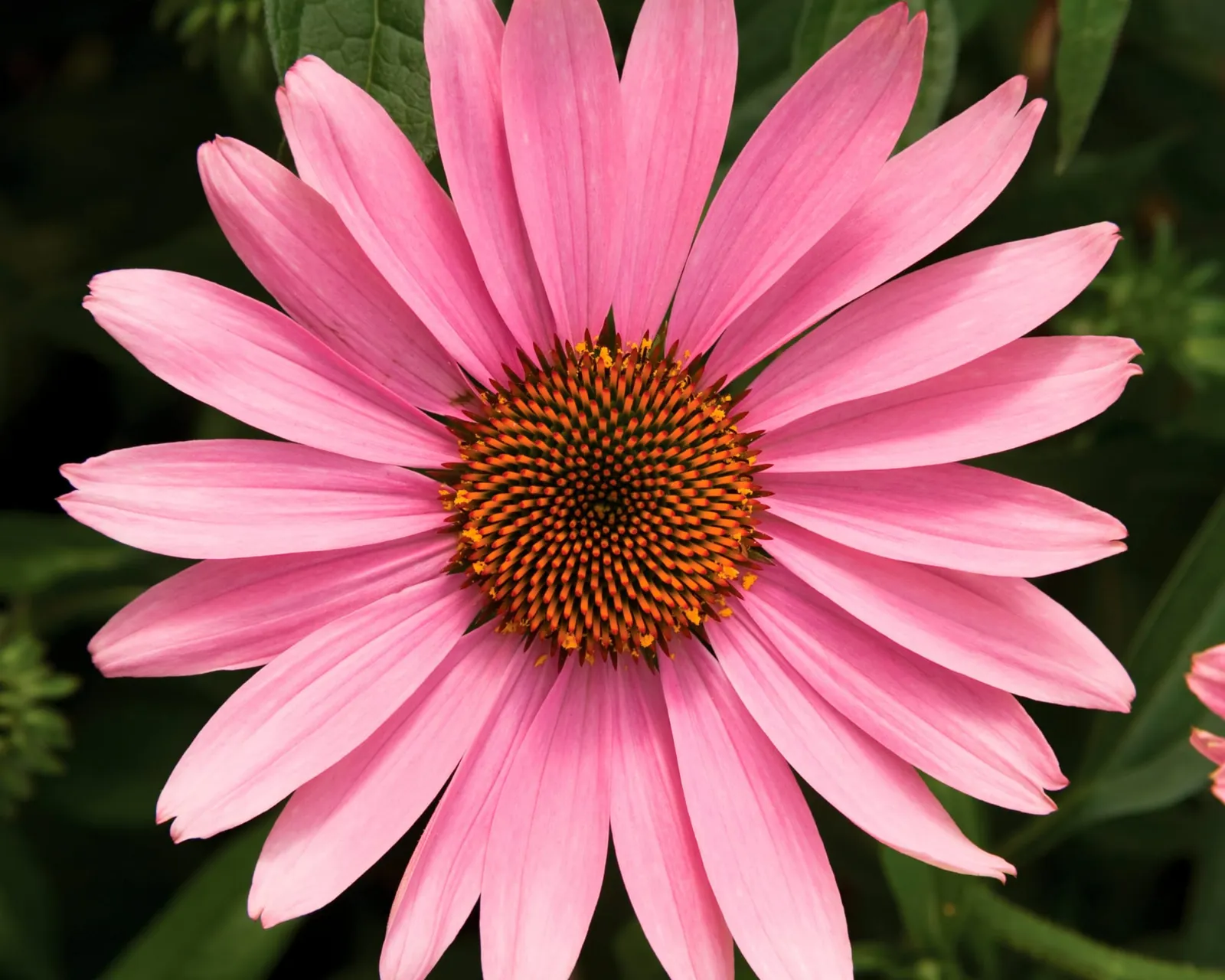Prairie Splendor Deep Rose Echinacea