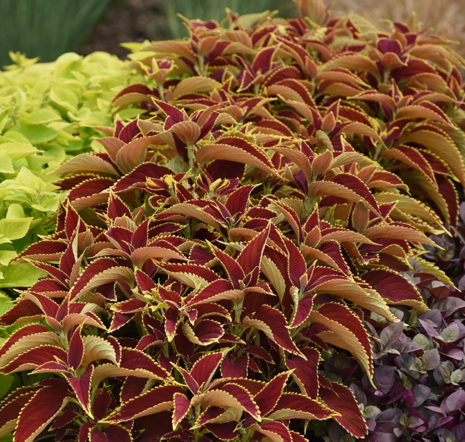 Premium Sun Ruby Hearts Coleus Impatiens