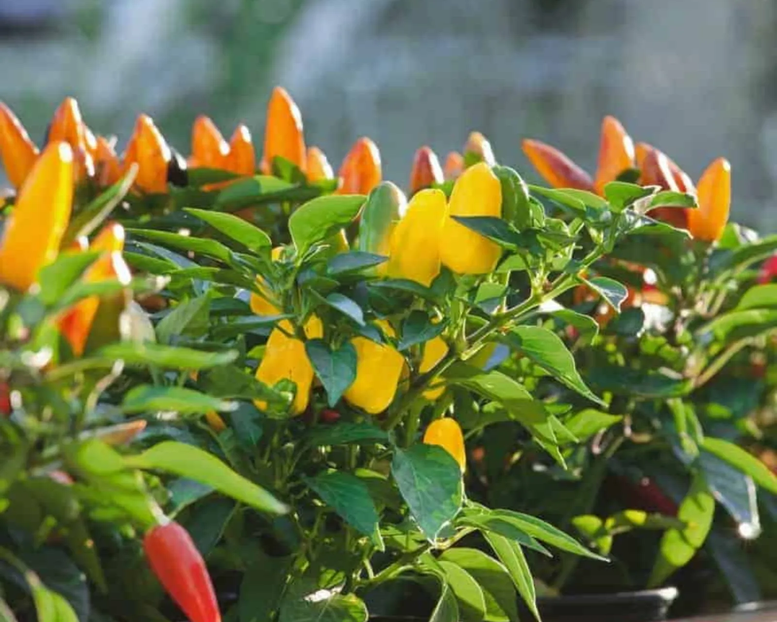 Pretty 'n Peppers